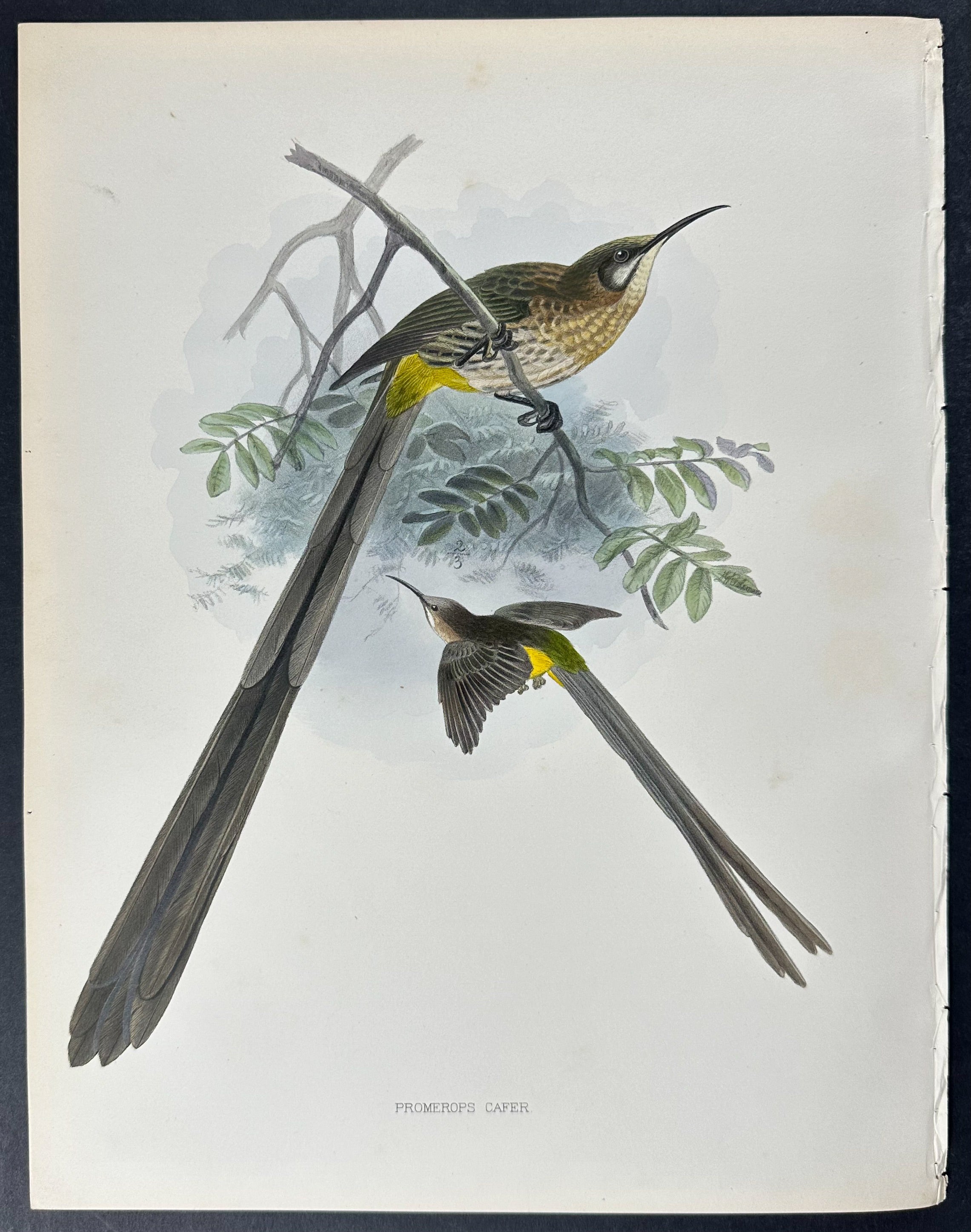 Cape Long-tailed Sunbird