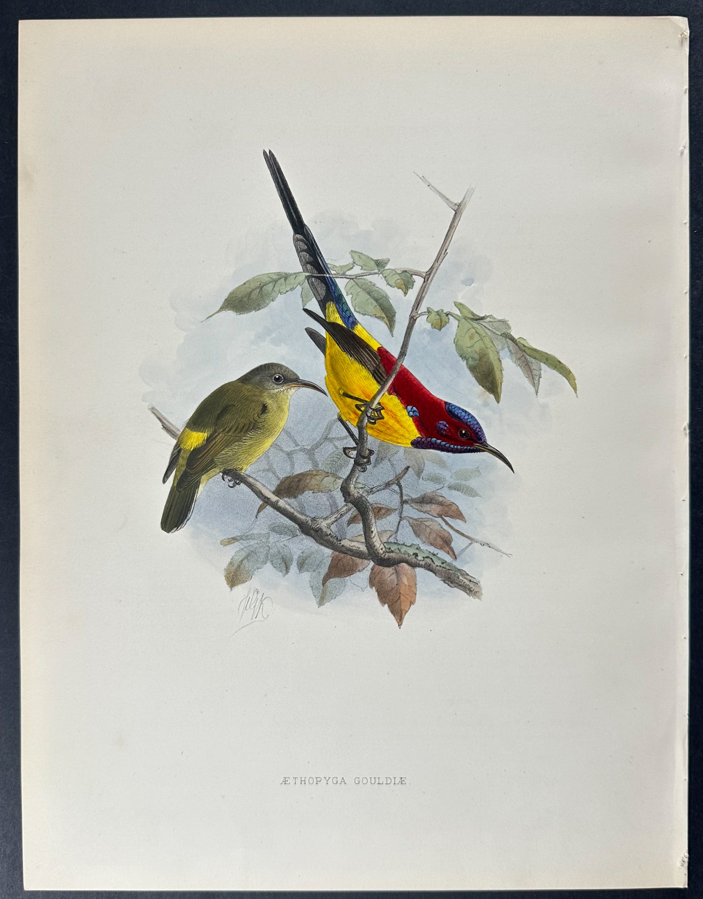 Mrs. Gould's Sunbird