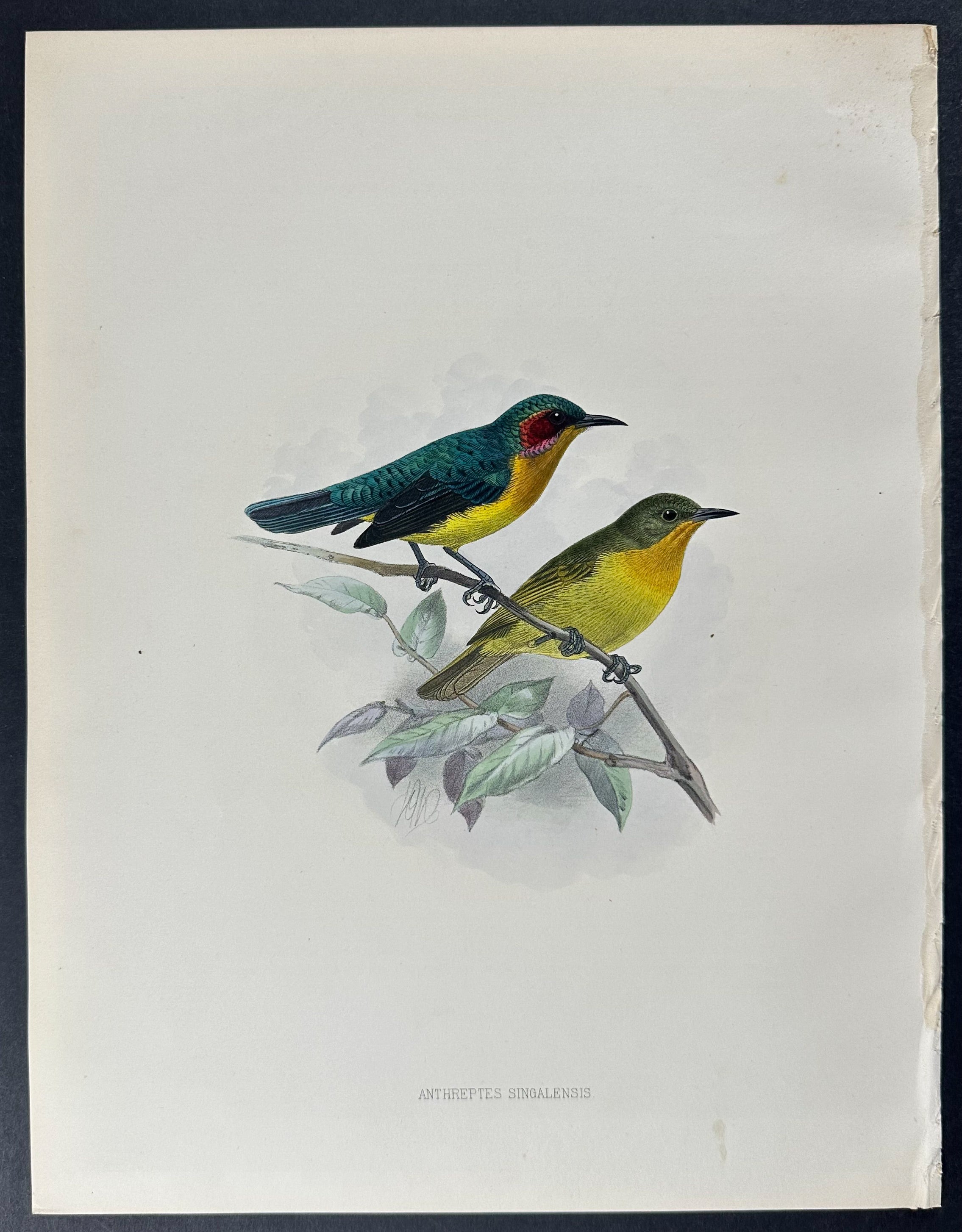 Ruby-cheeked Sunbird