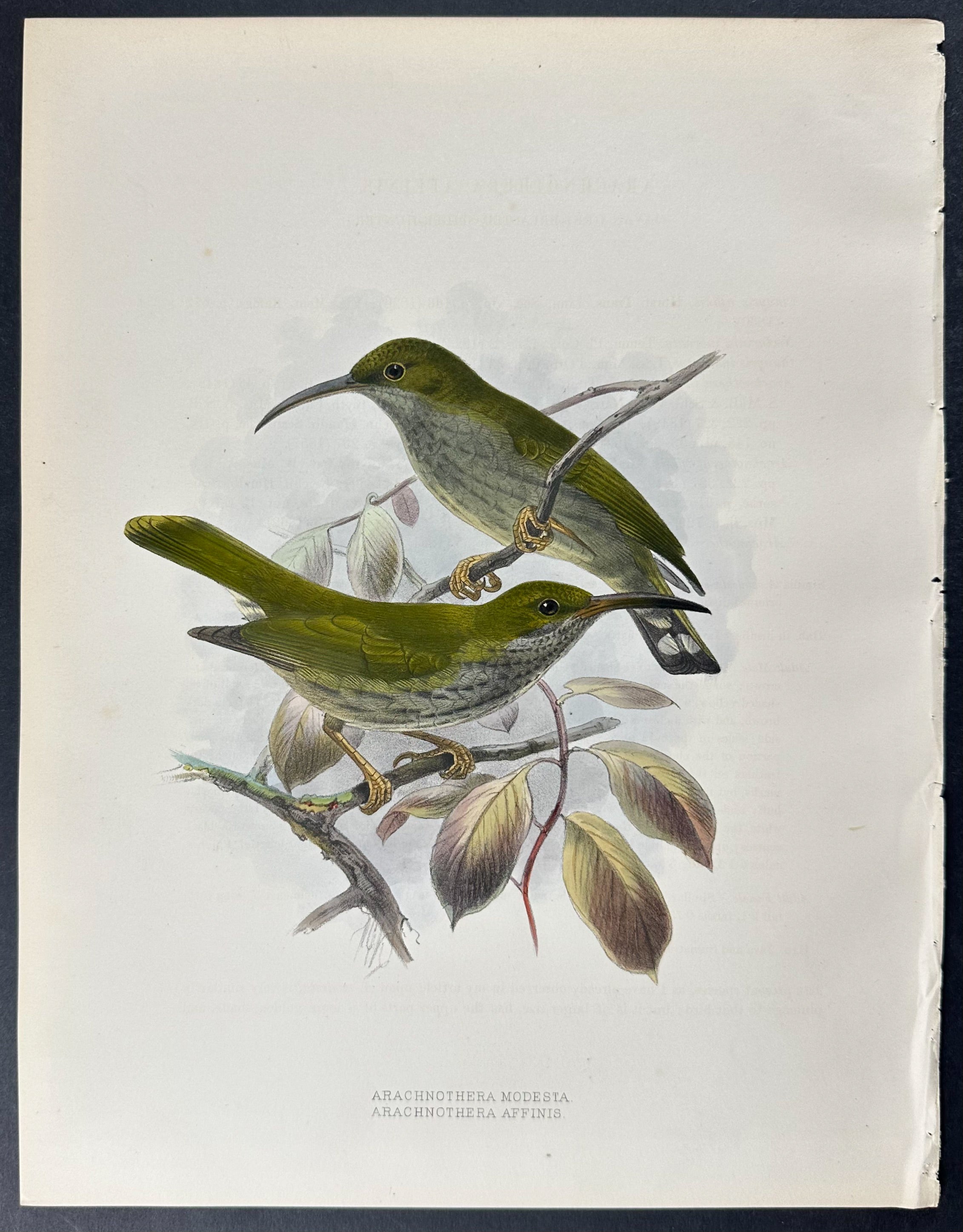 Javan Grey-Breasted Spider-Hunter