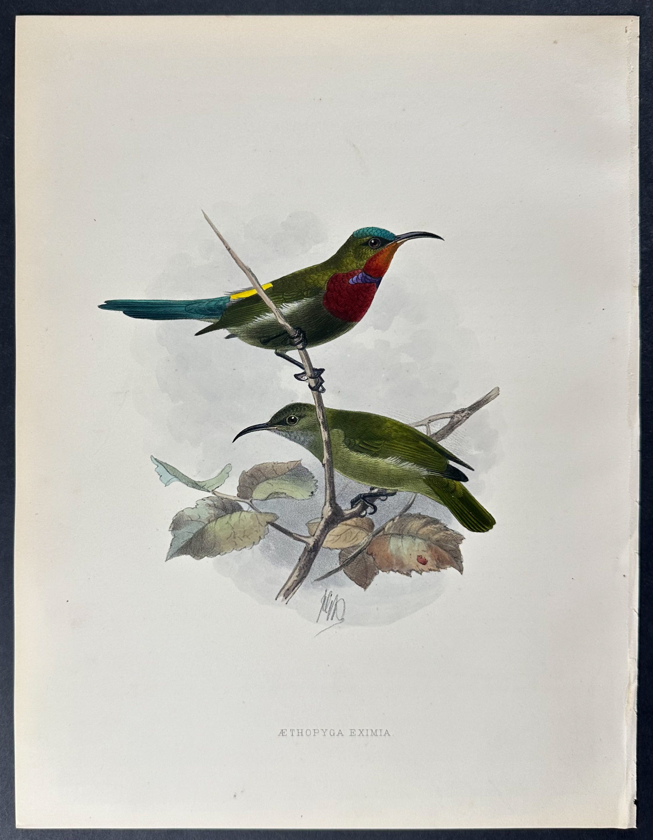 Kuhl's Yellow-backed Sunbird