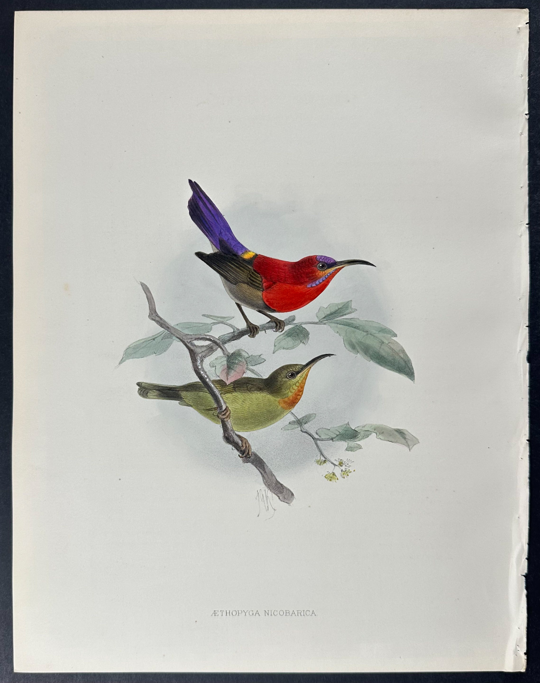 Nicobar Yellow-backed Sunbird