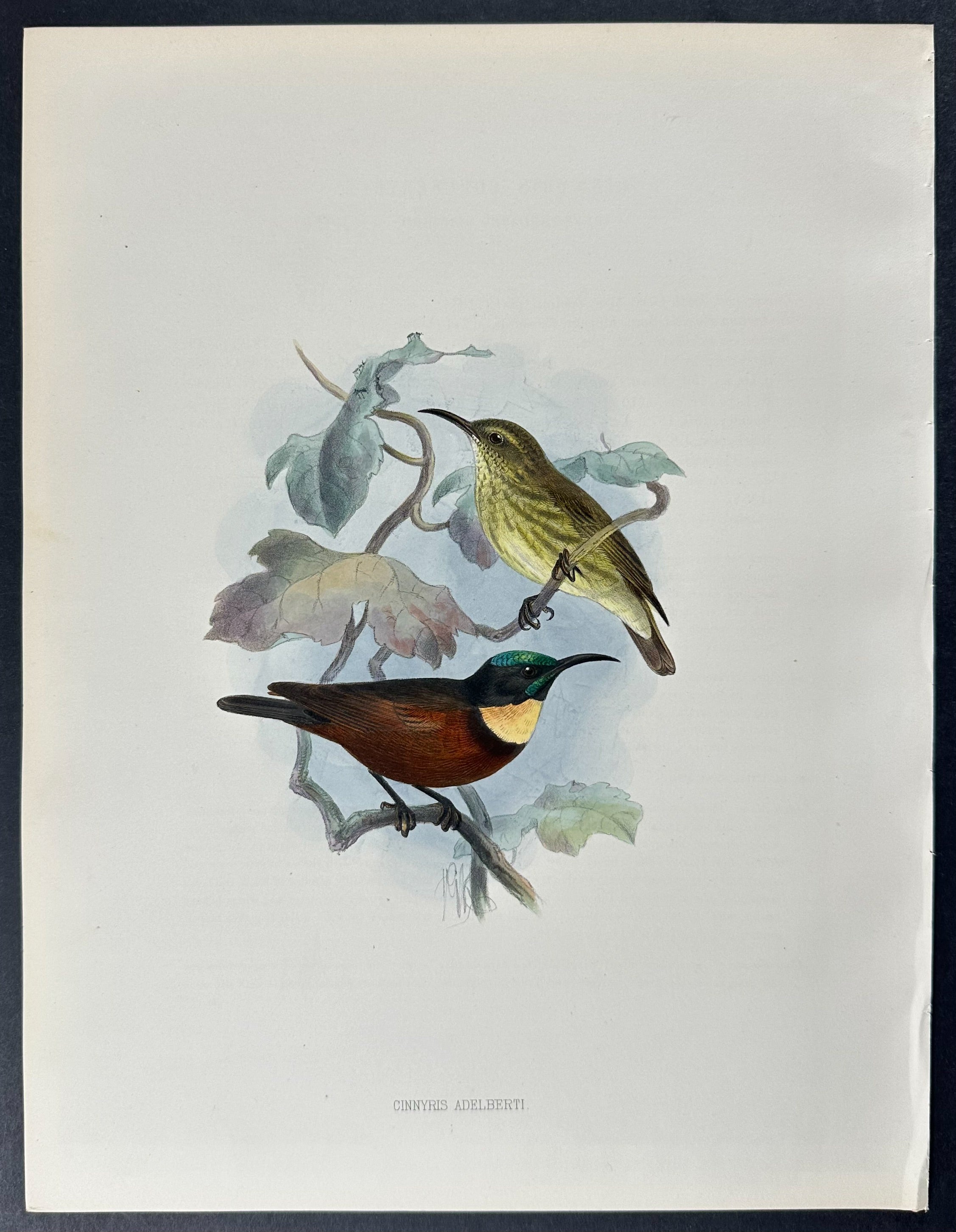 Buff-throated Sunbird
