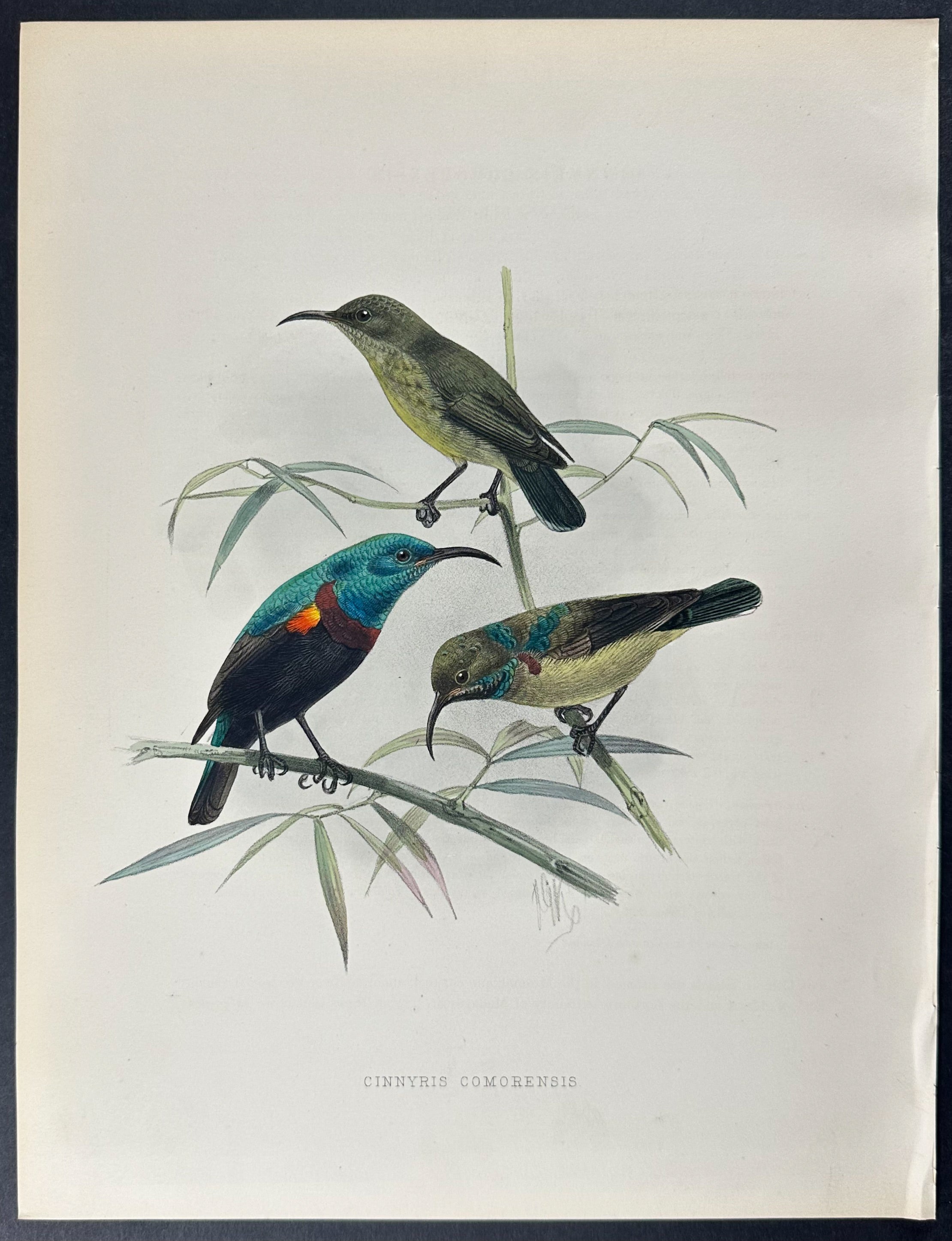 Joanna Sunbird