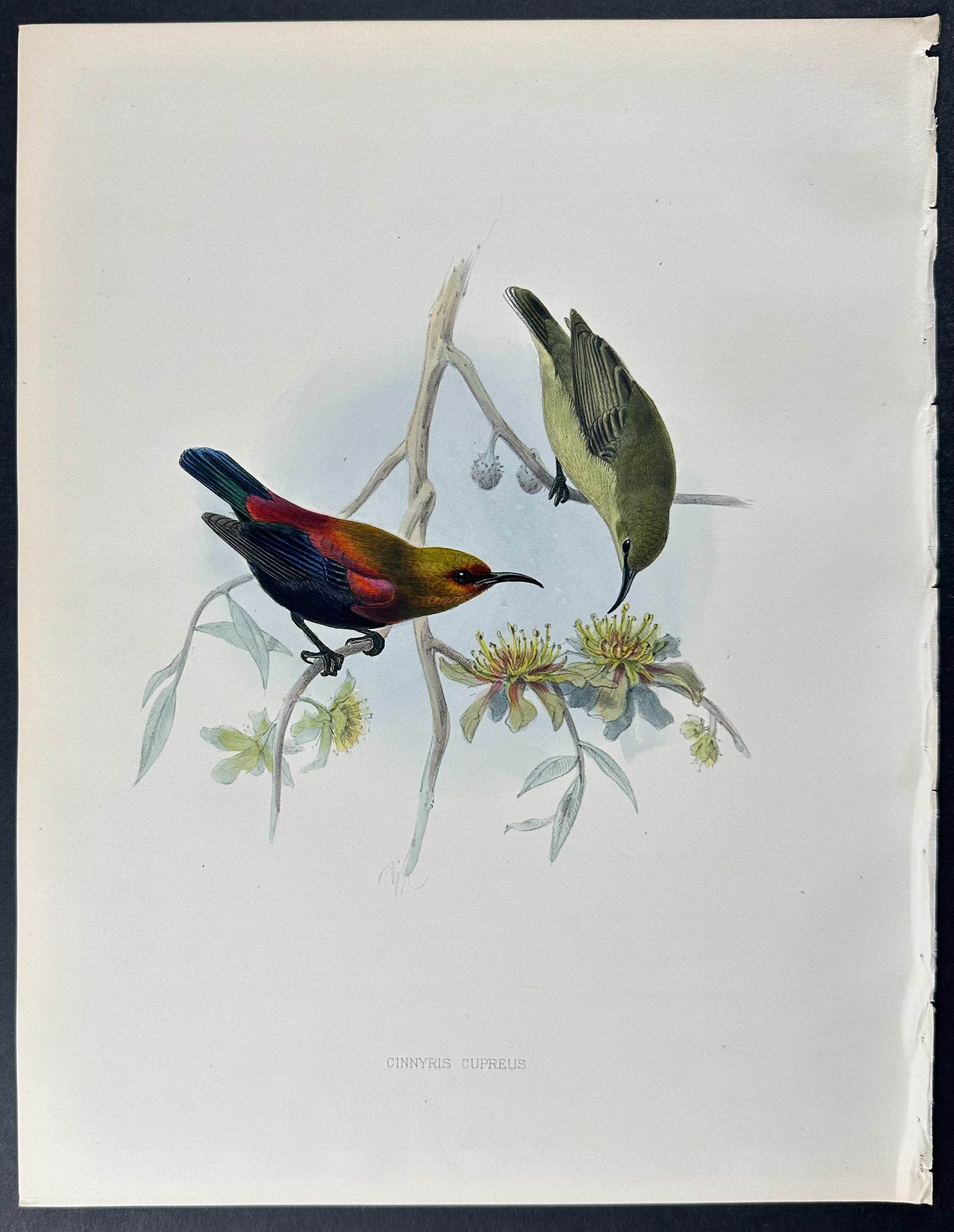 Copper-Coloured Sunbird