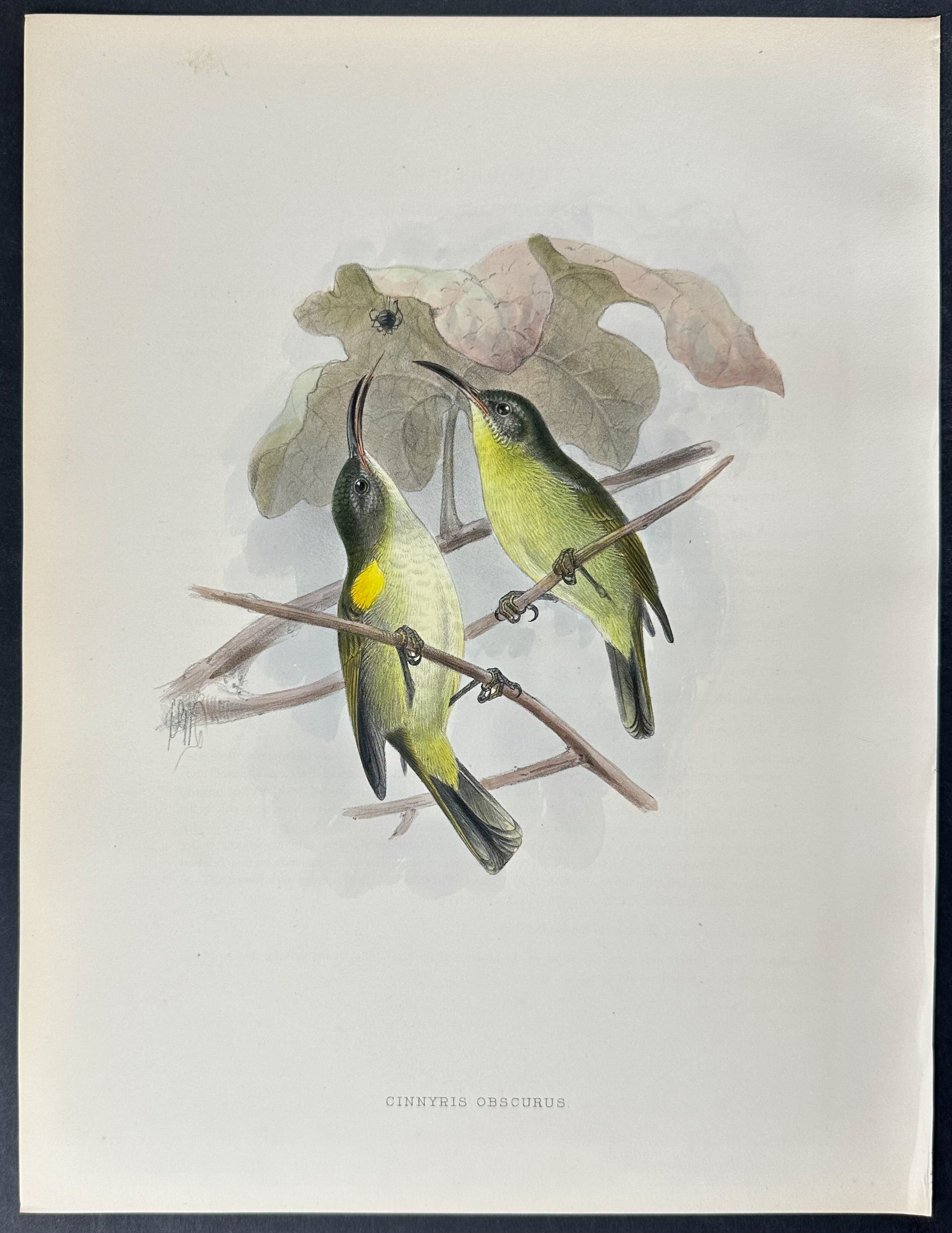 Buff-breasted Olive Sunbird