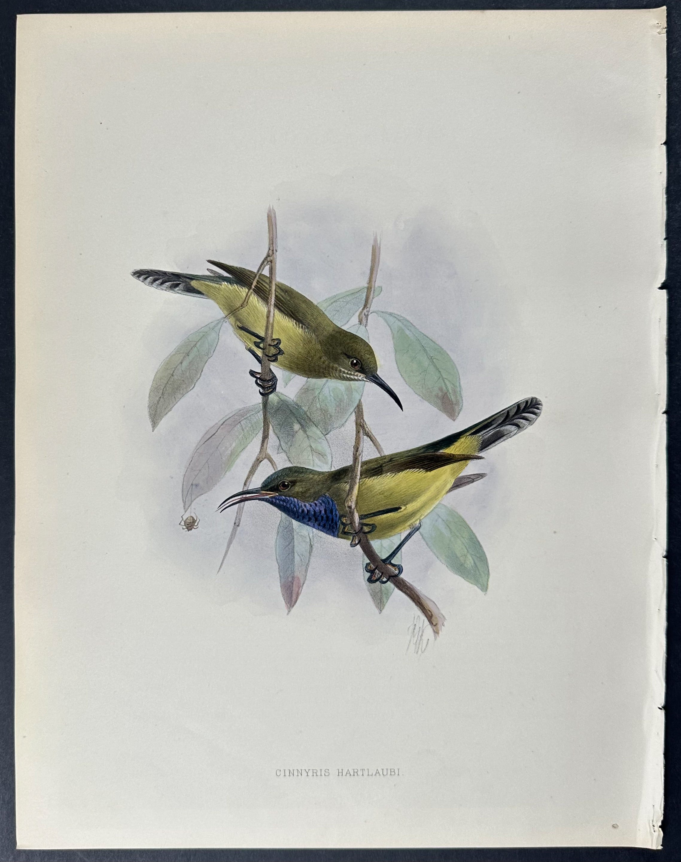 Hartlaub's Sunbird