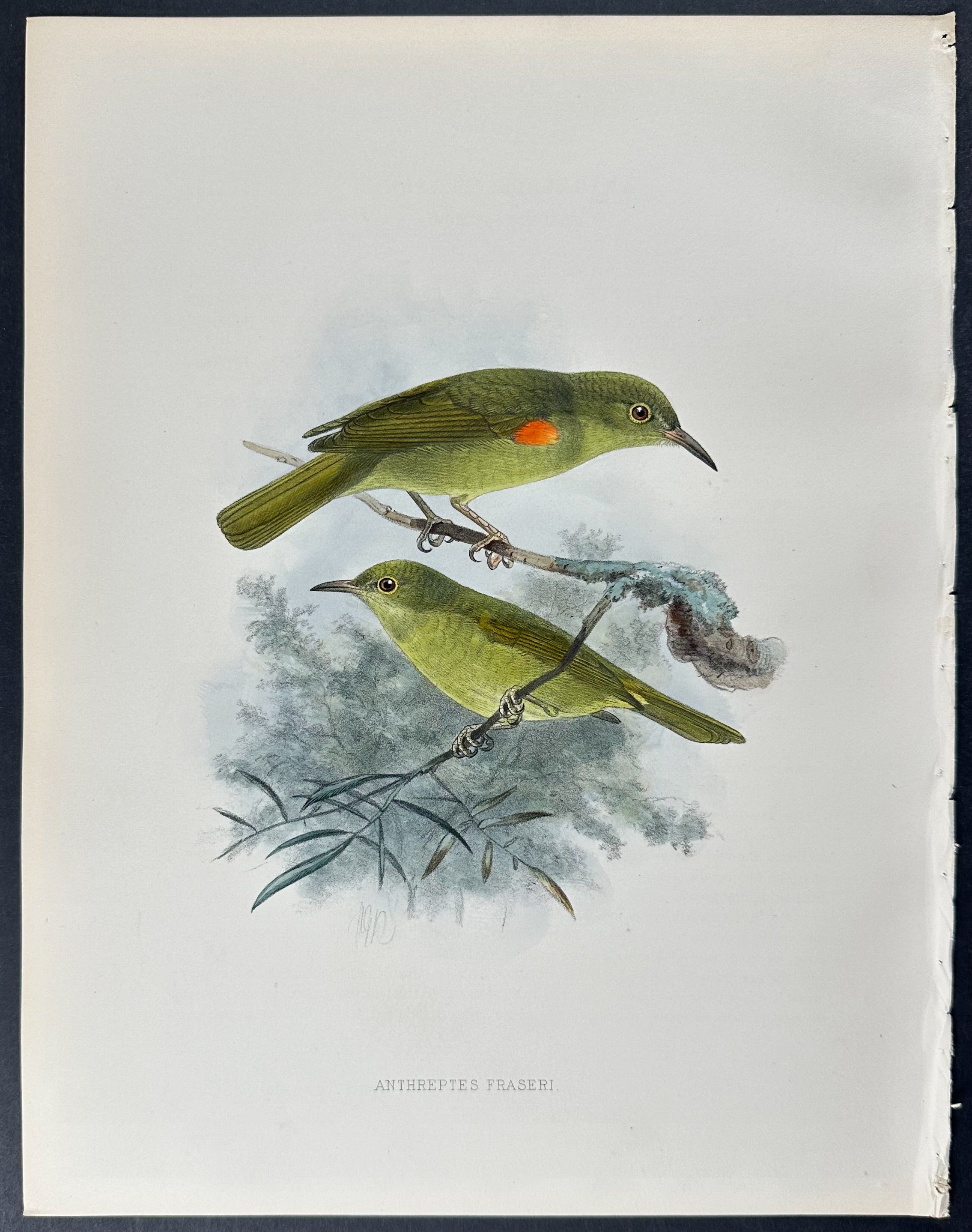 Fraser's Sunbird