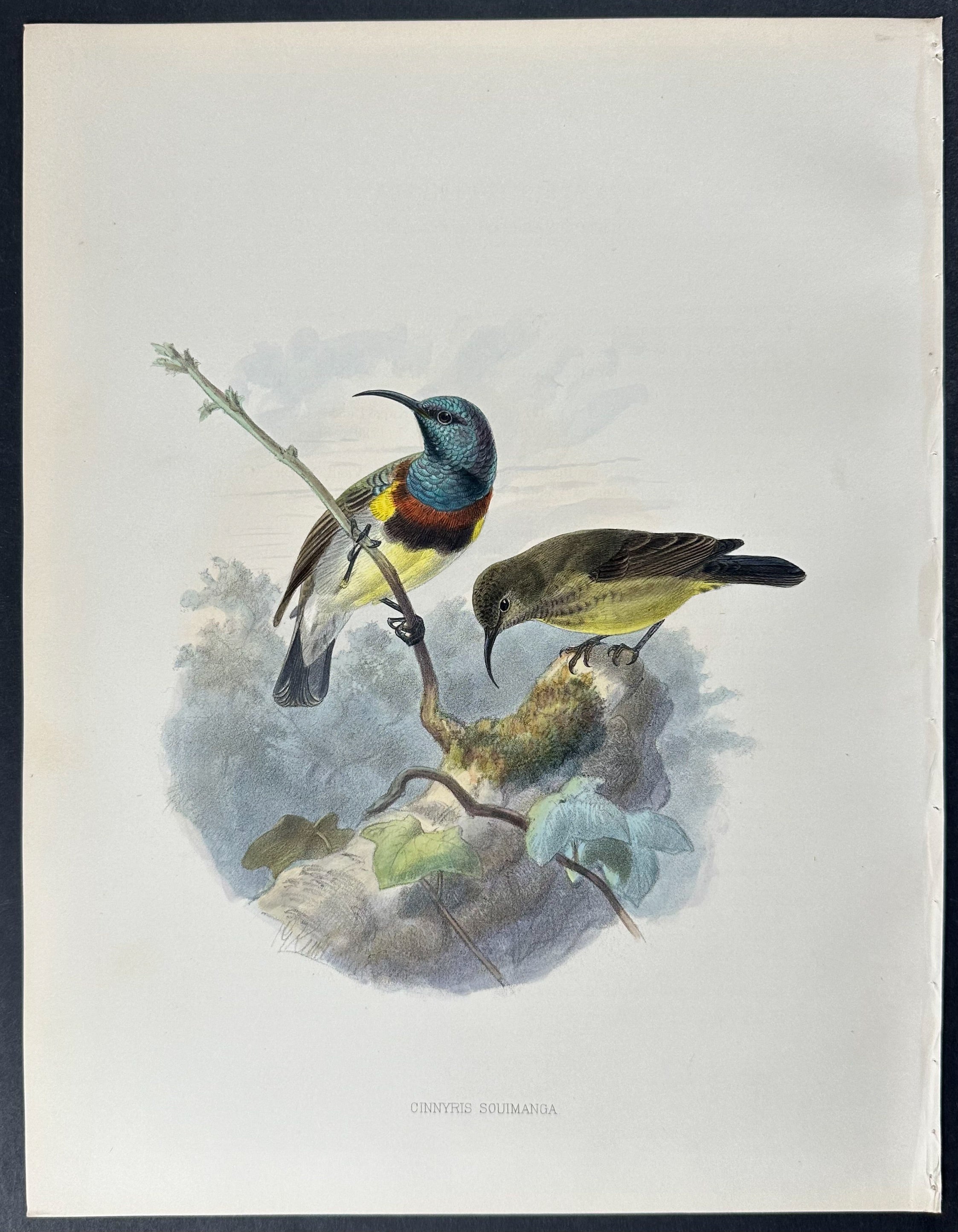 Common Madagascar Sunbird