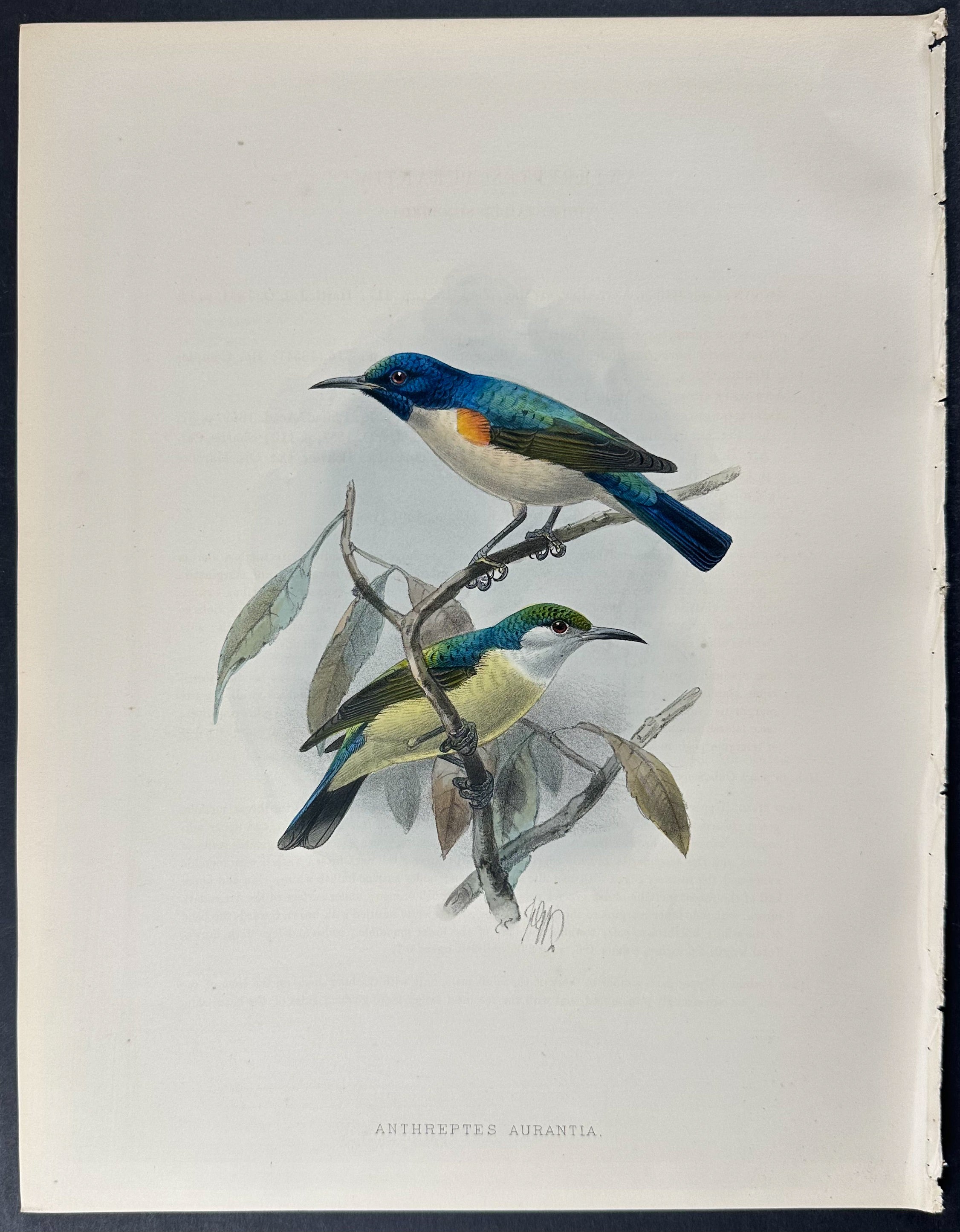 Violet-tailed Sunbird