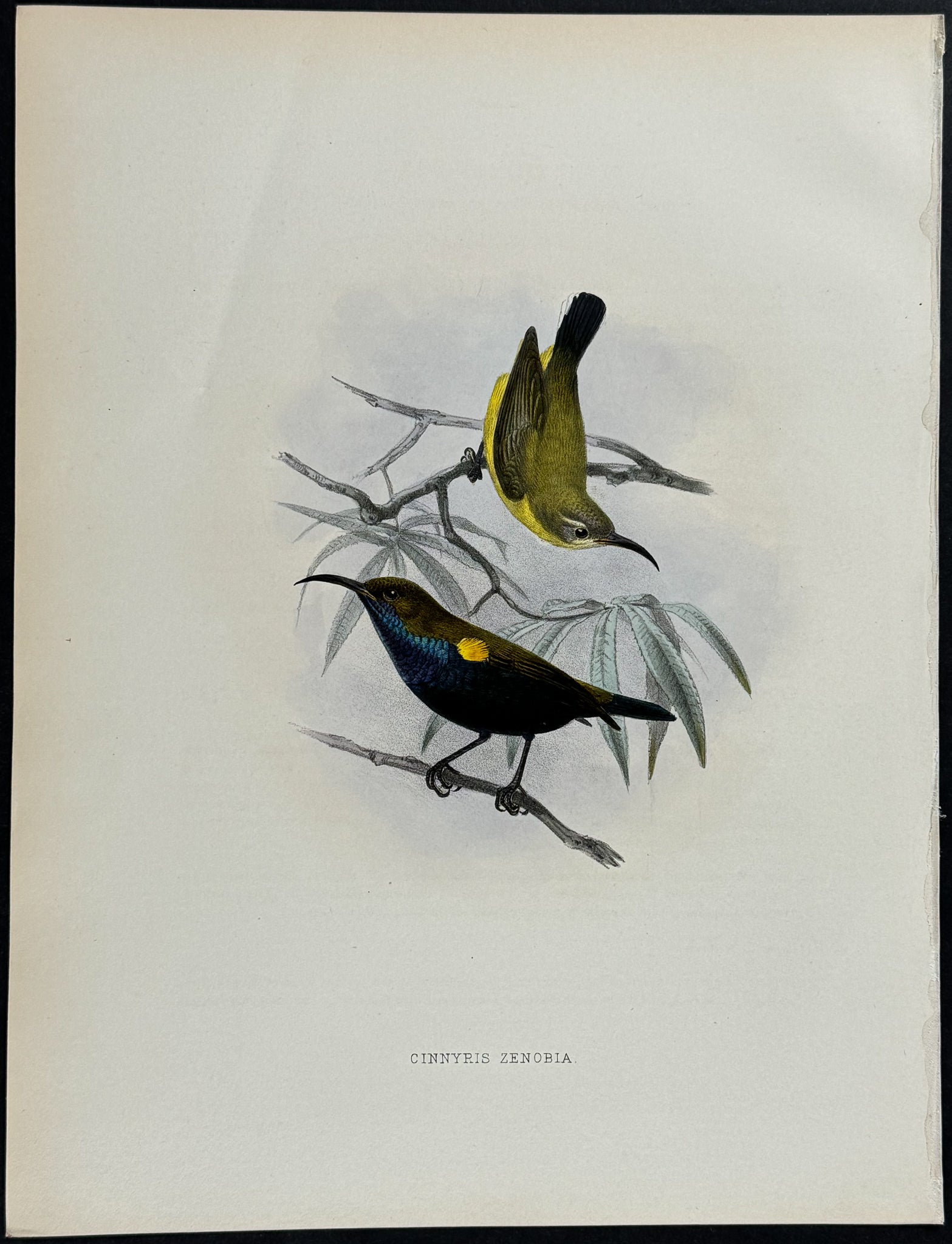 Black-breasted Olive-backed Sunbird