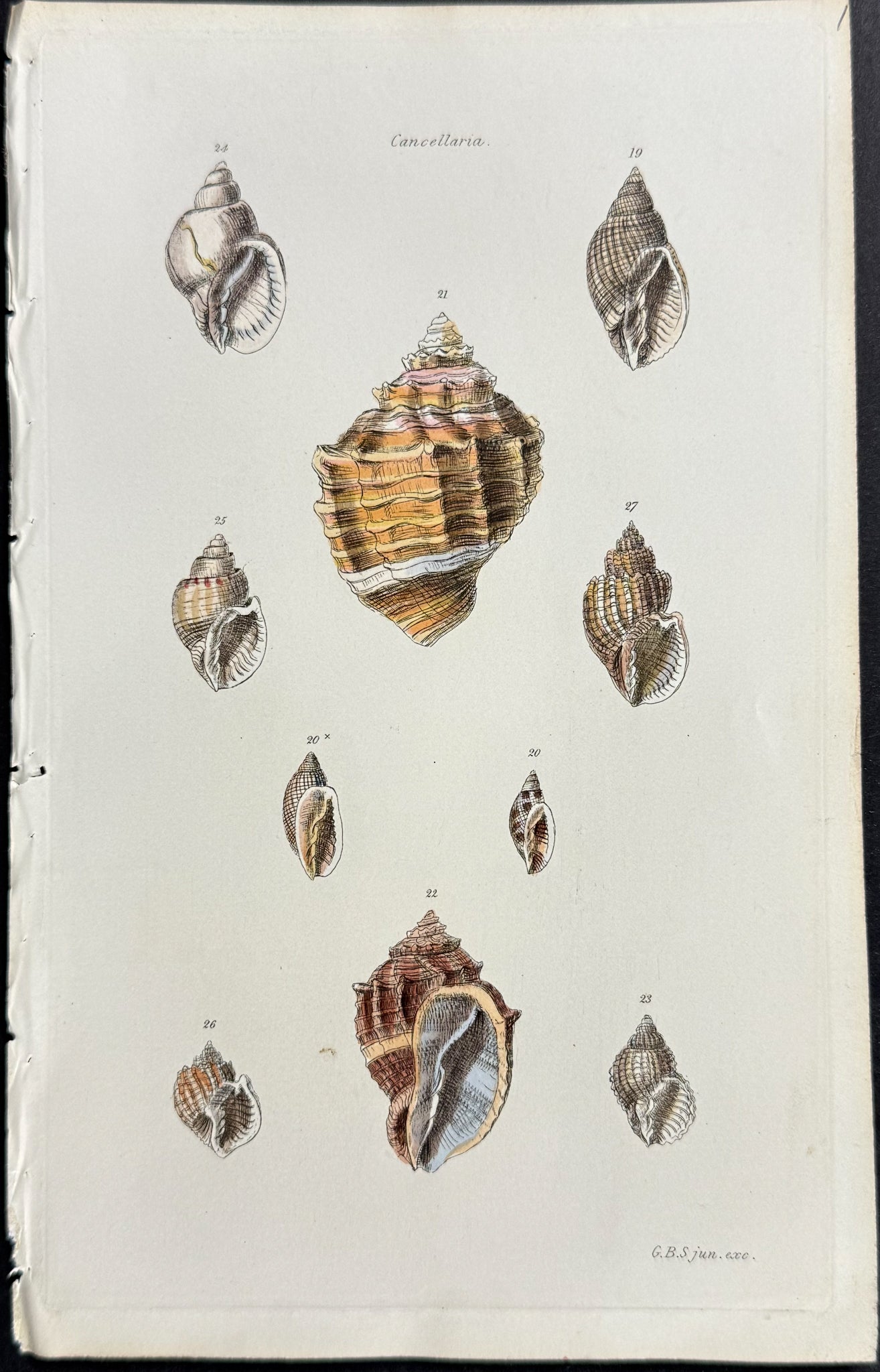 Shells