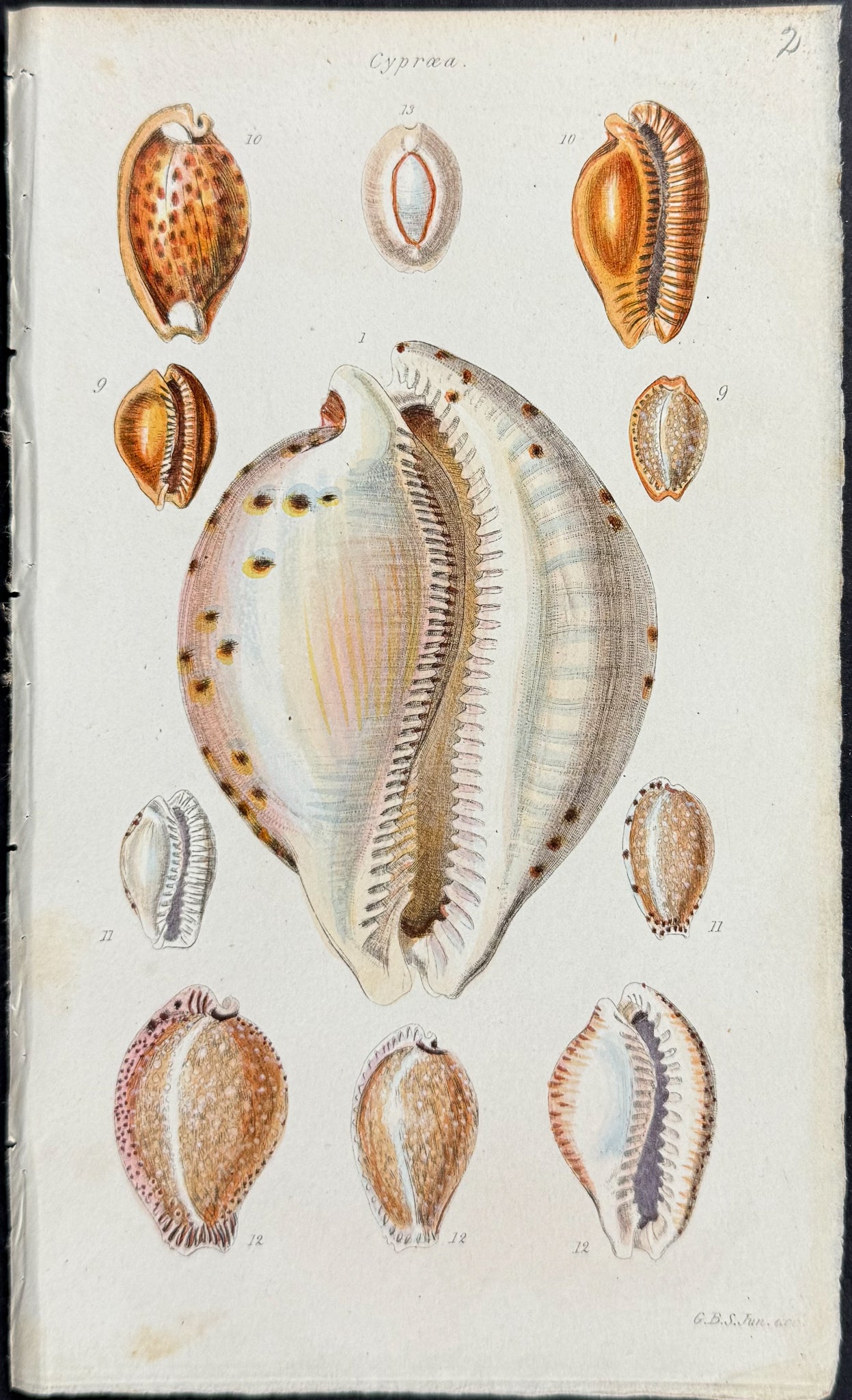 Shells
