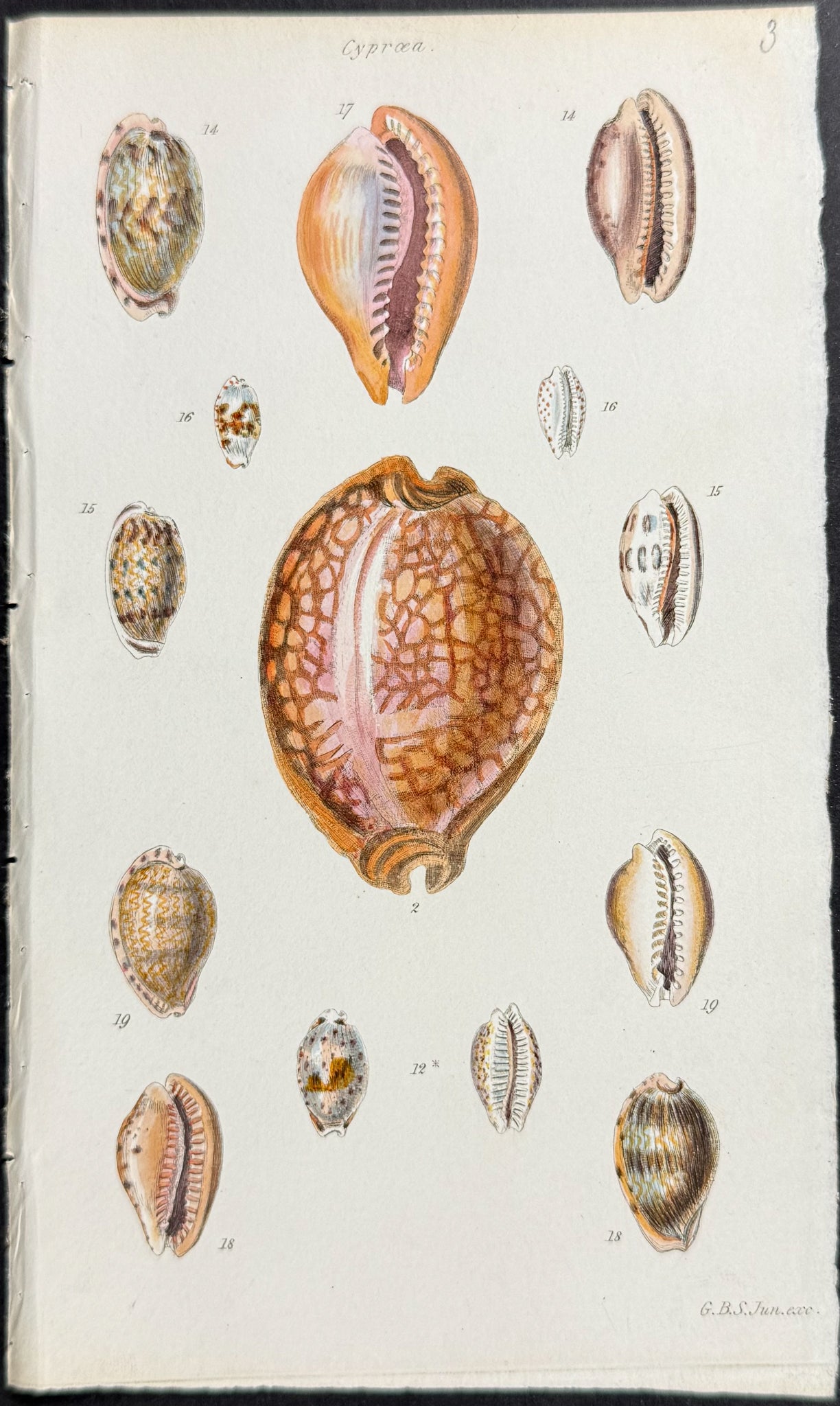 Shells