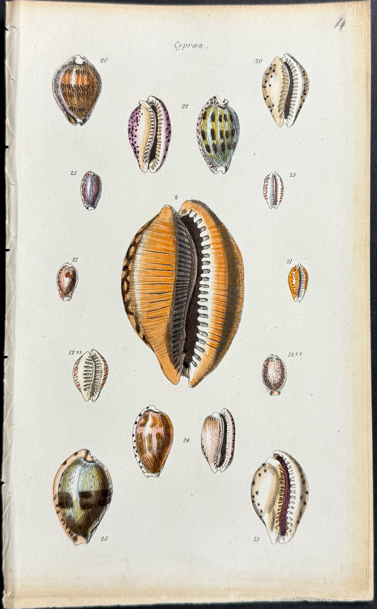 Shells