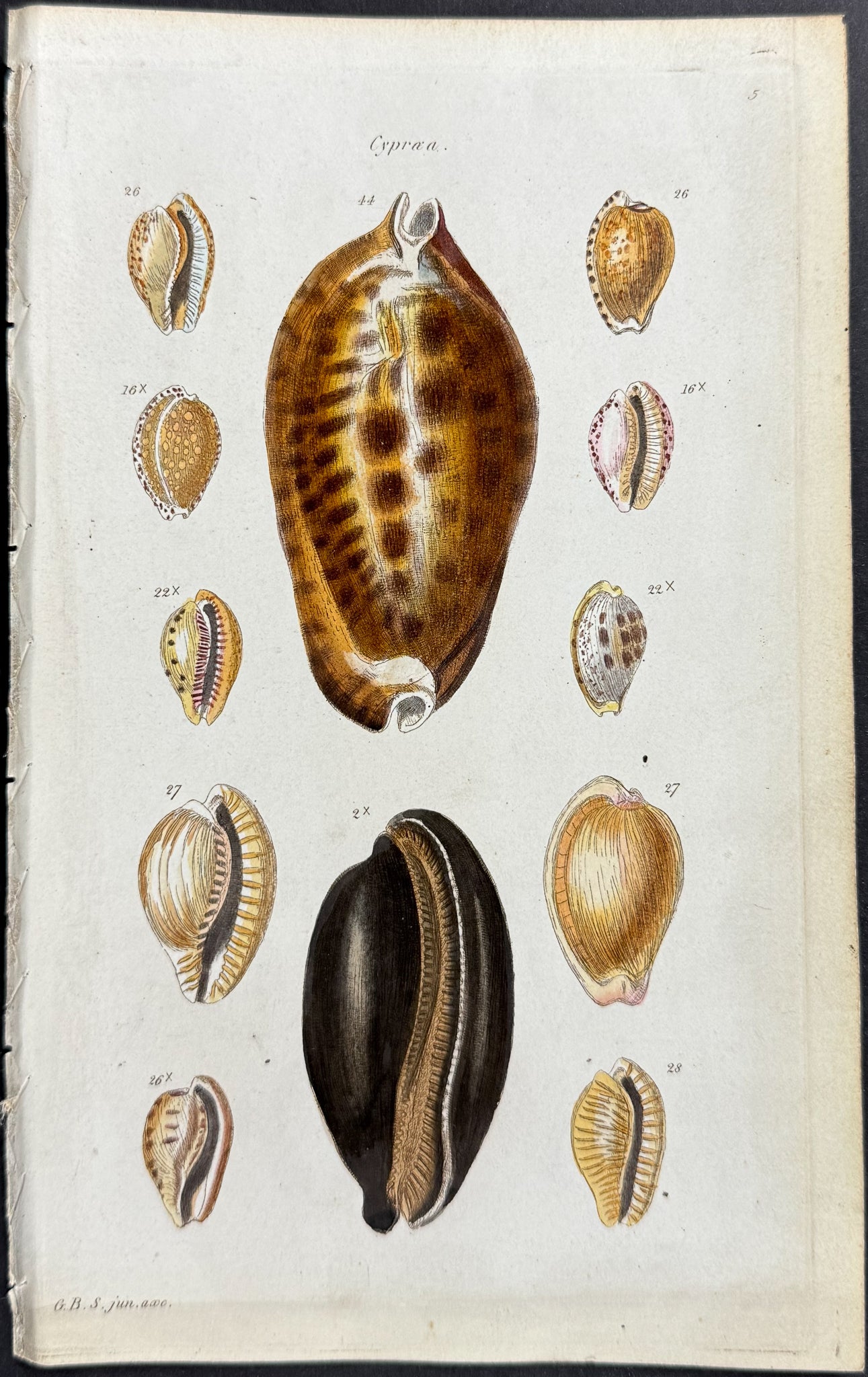 Shells