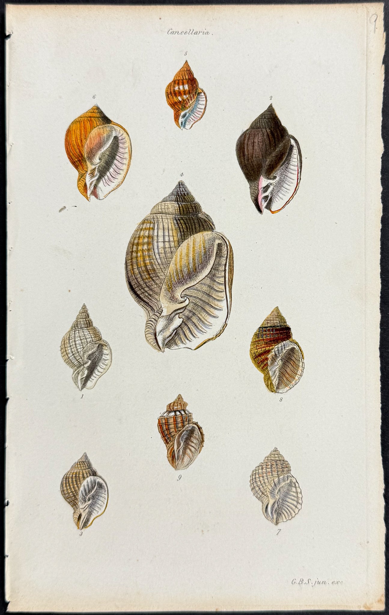 Shells