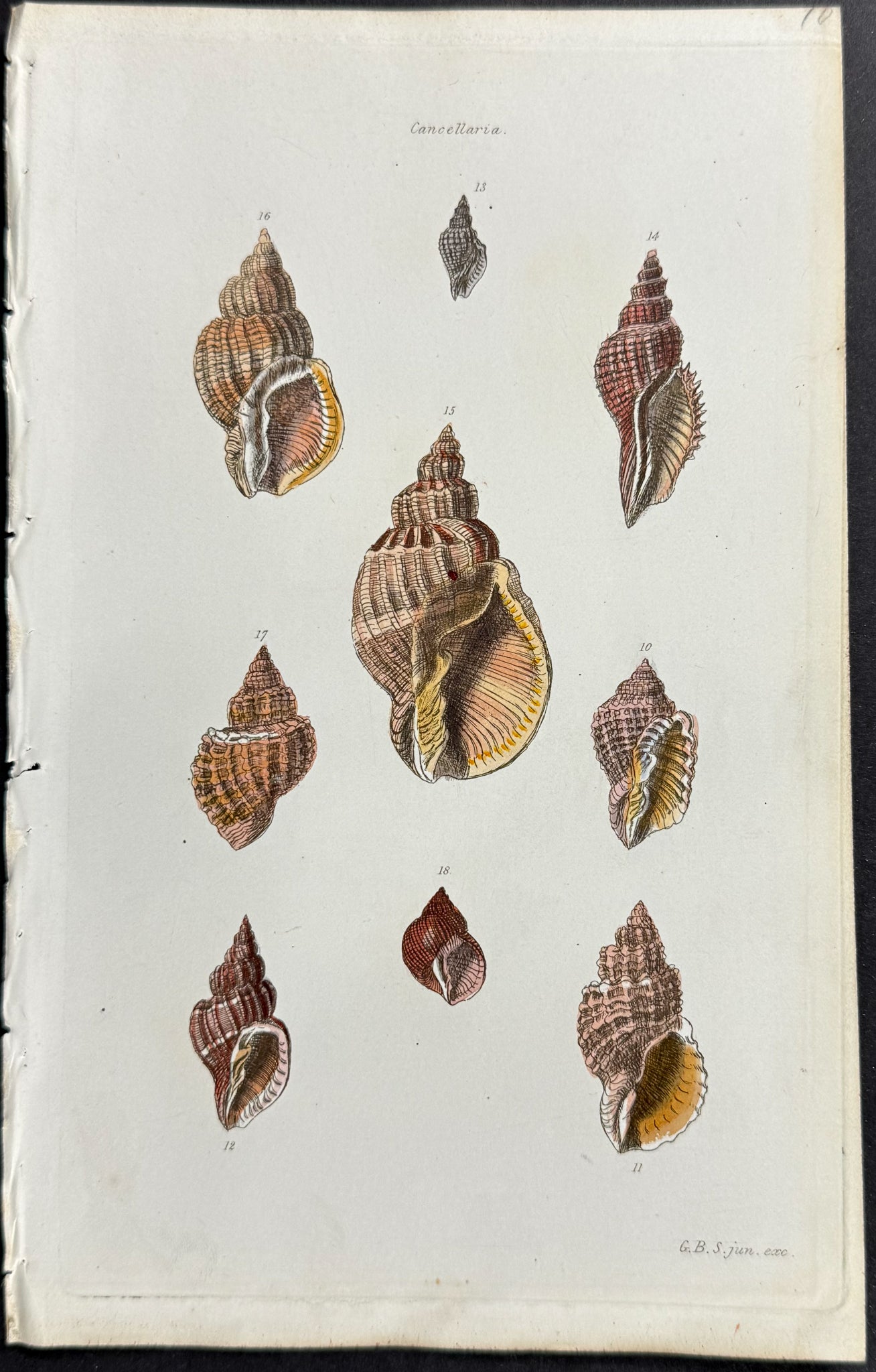 Shells