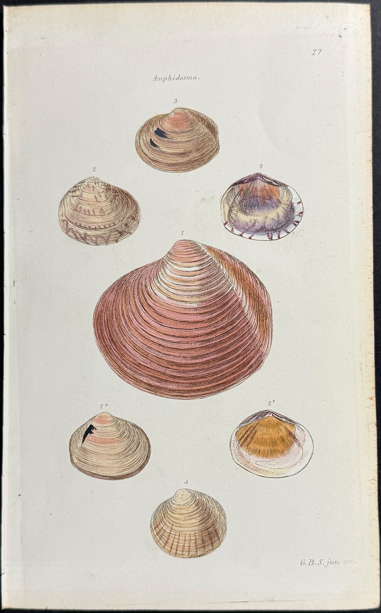 Shells