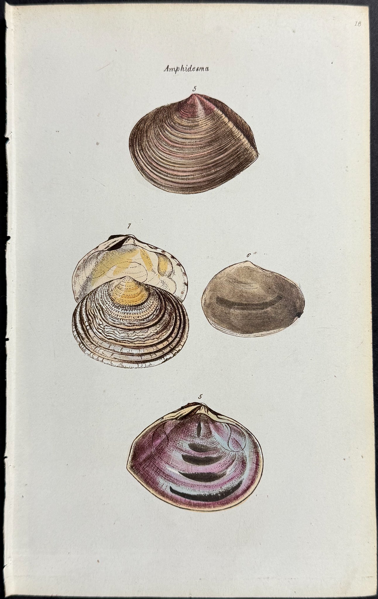 Shells