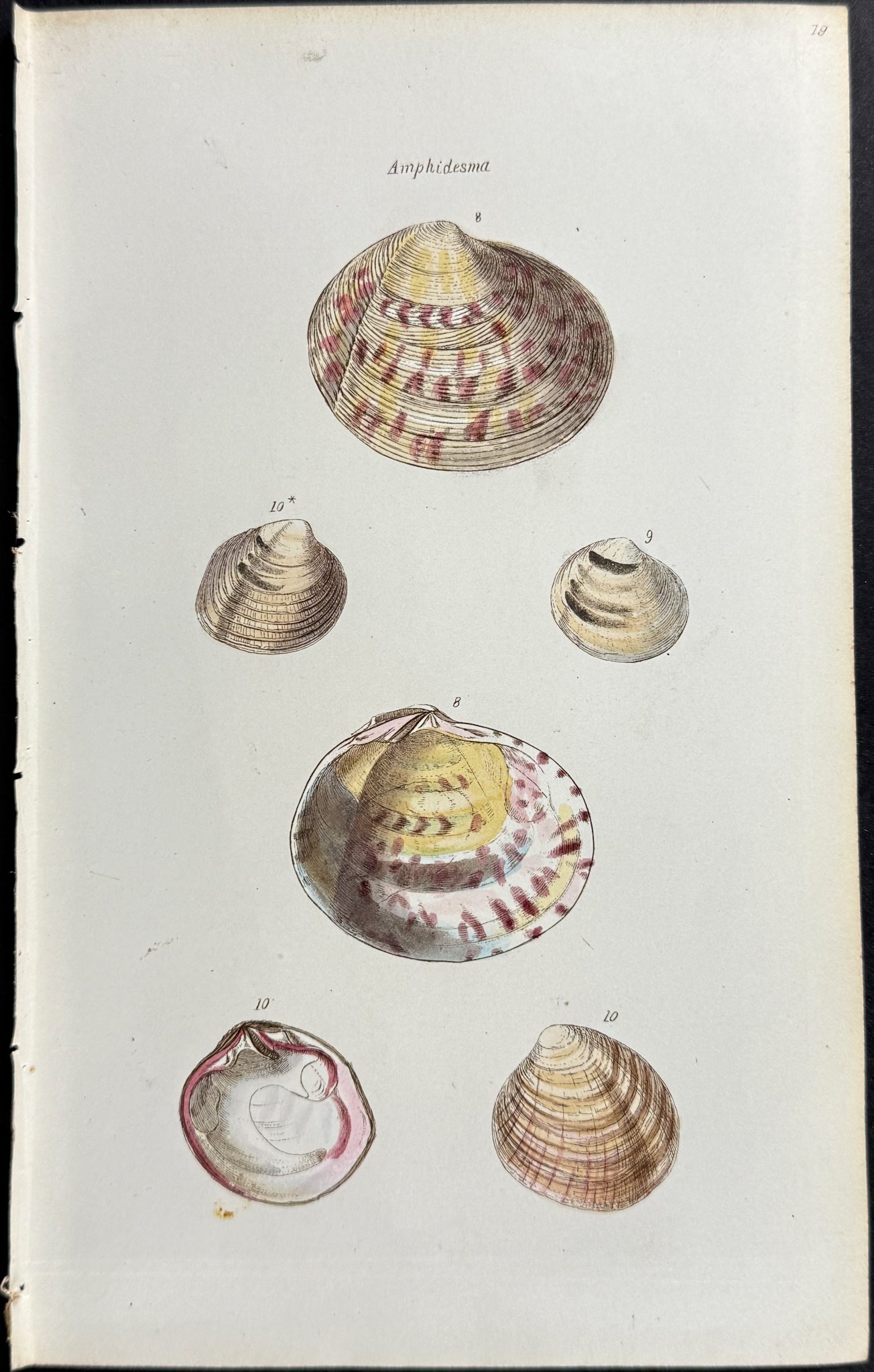 Shells