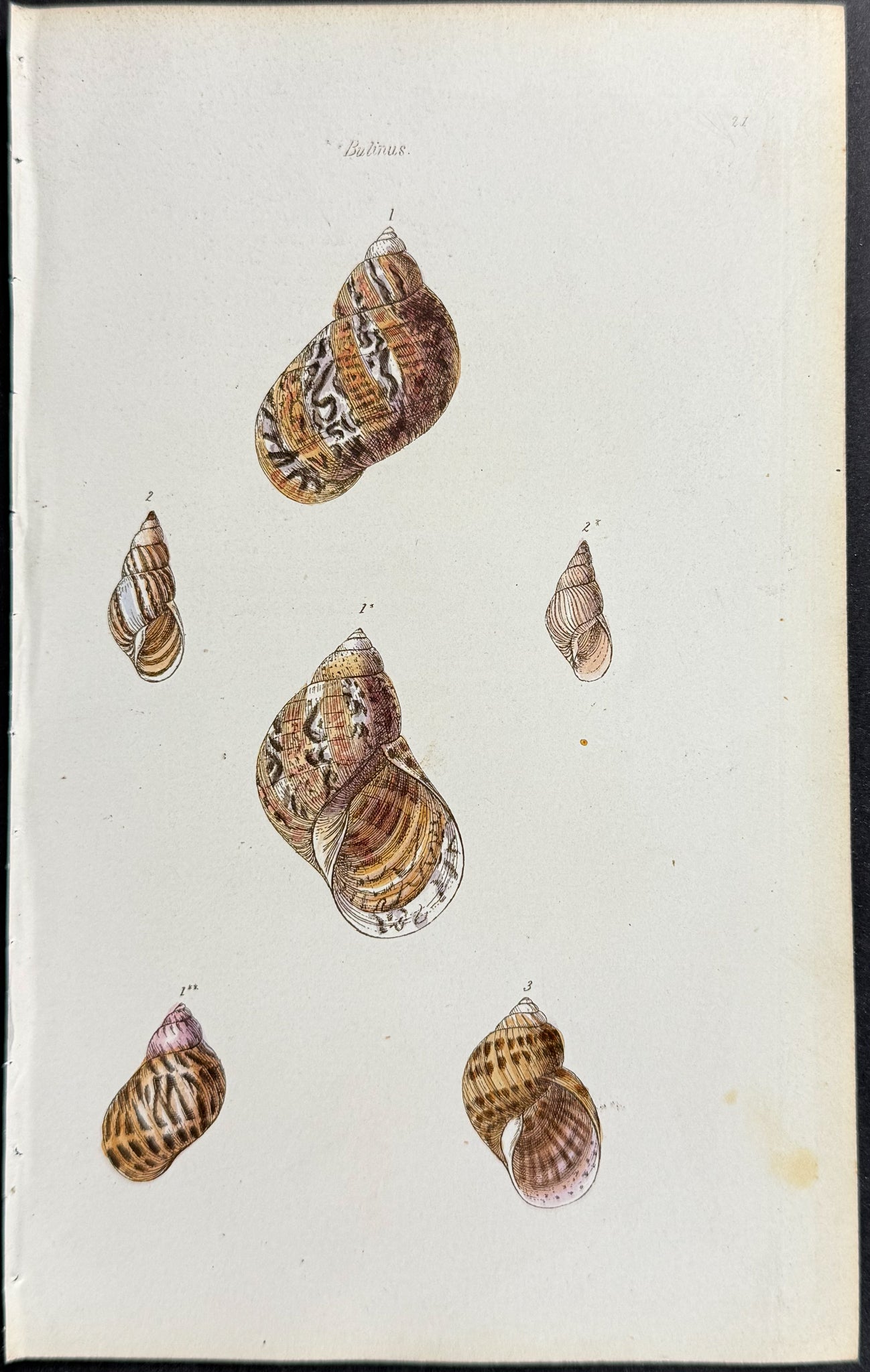 Shells