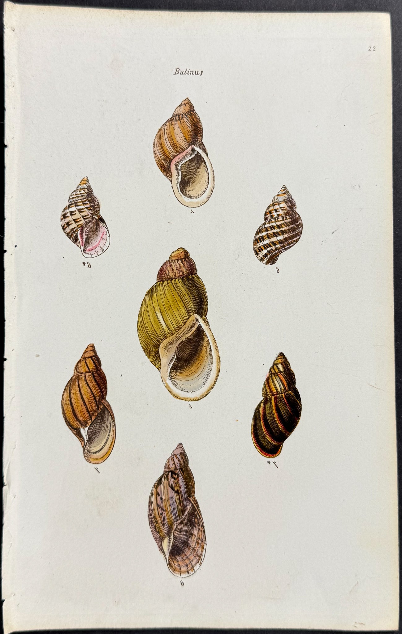 Shells