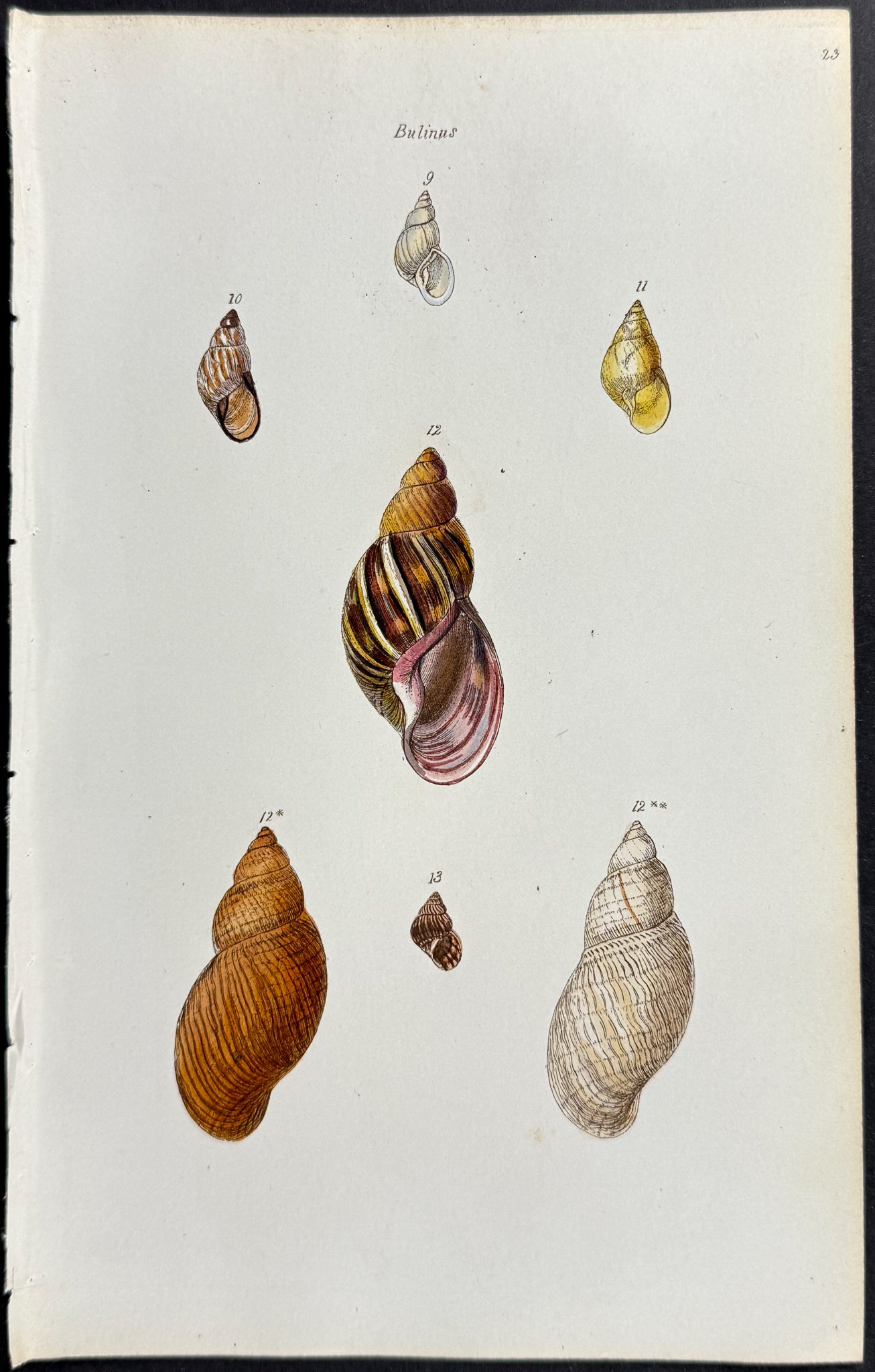 Shells