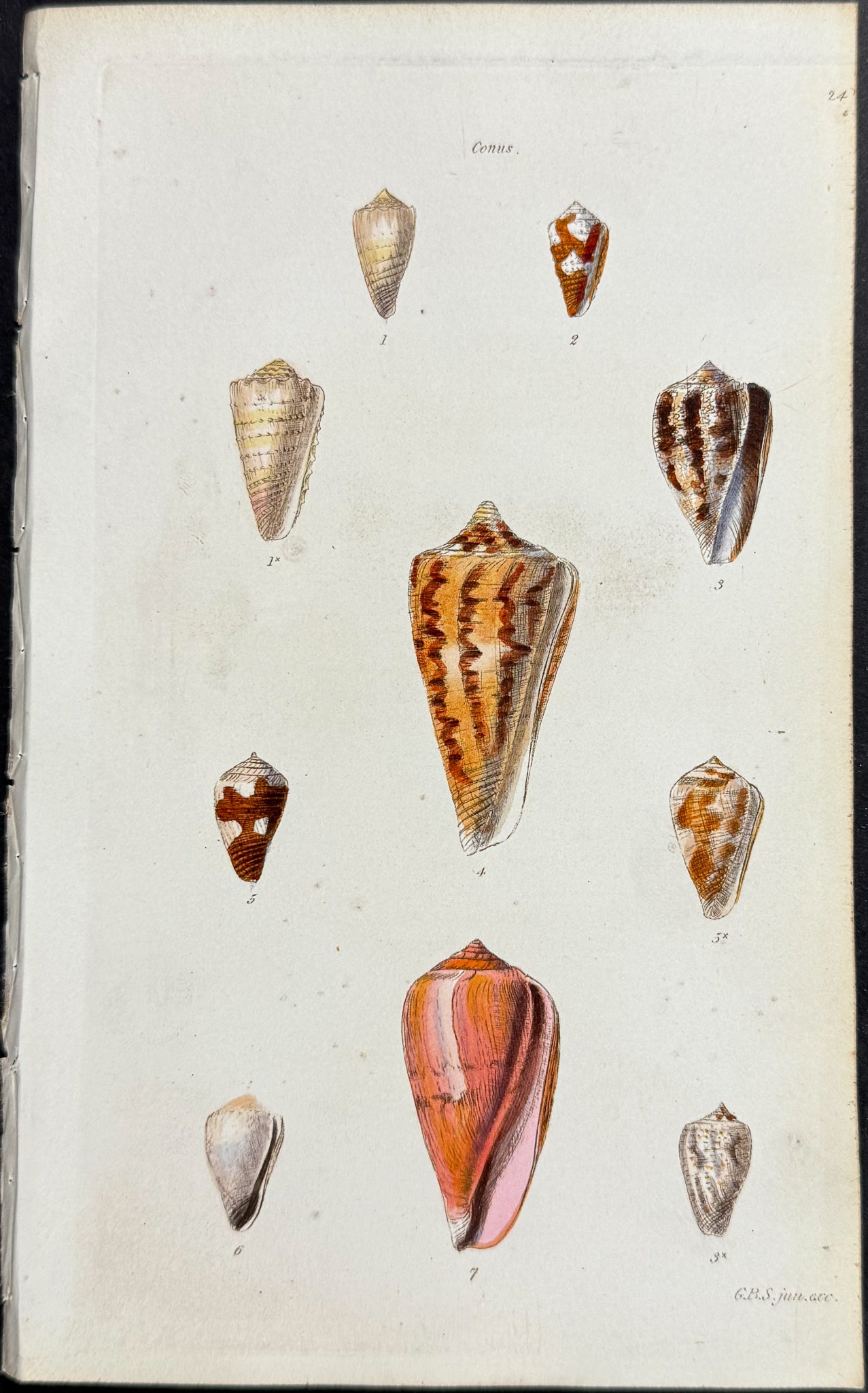 Shells