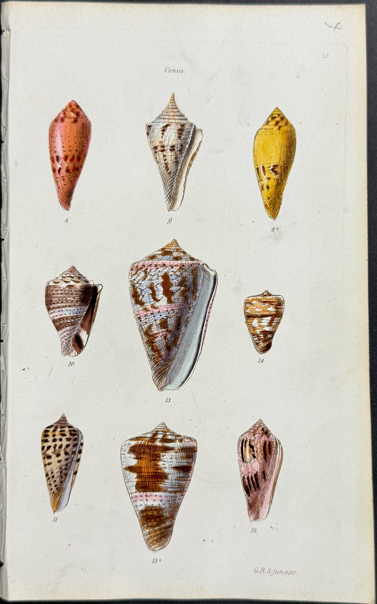 Shells