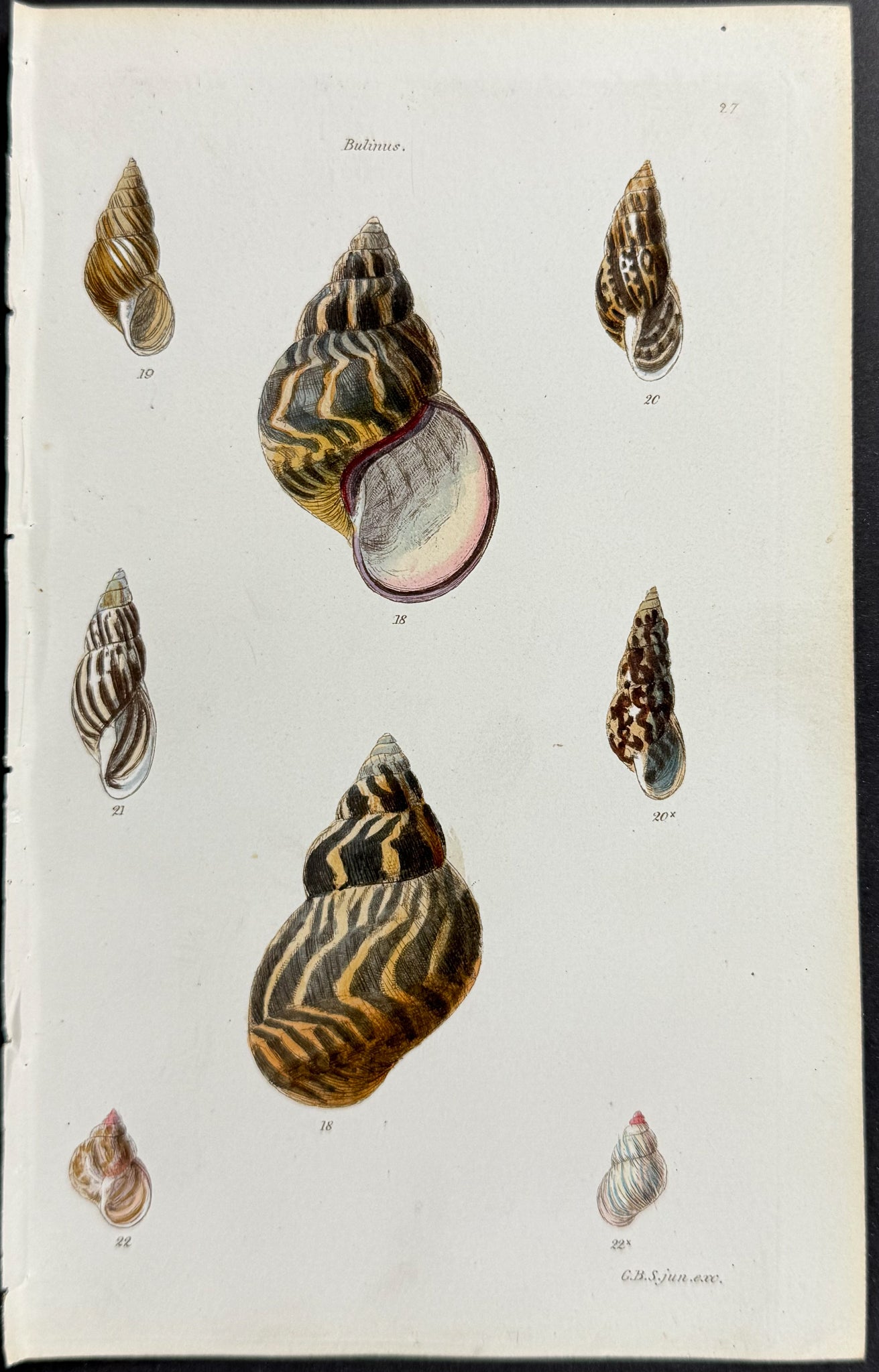 Shells