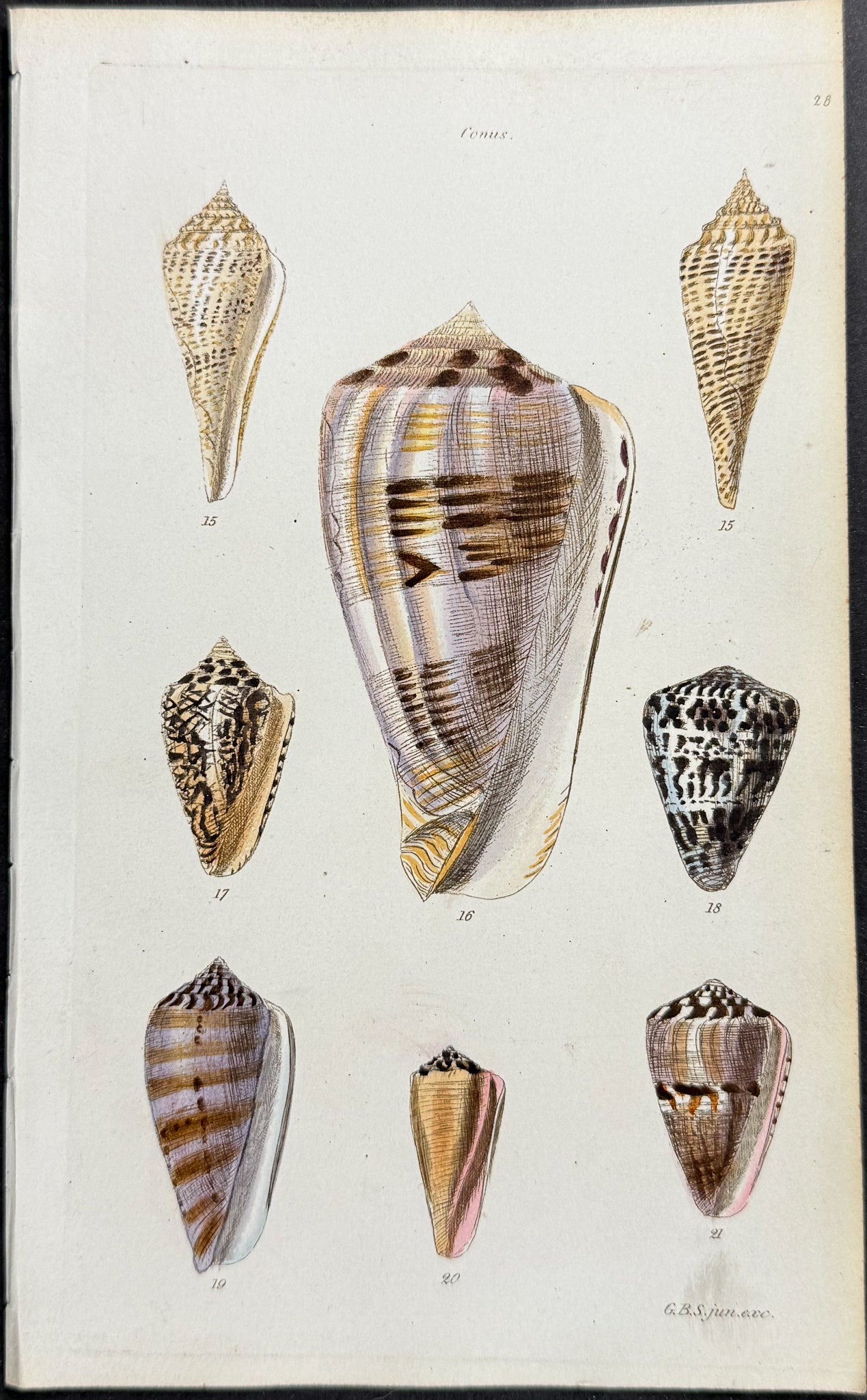Shells