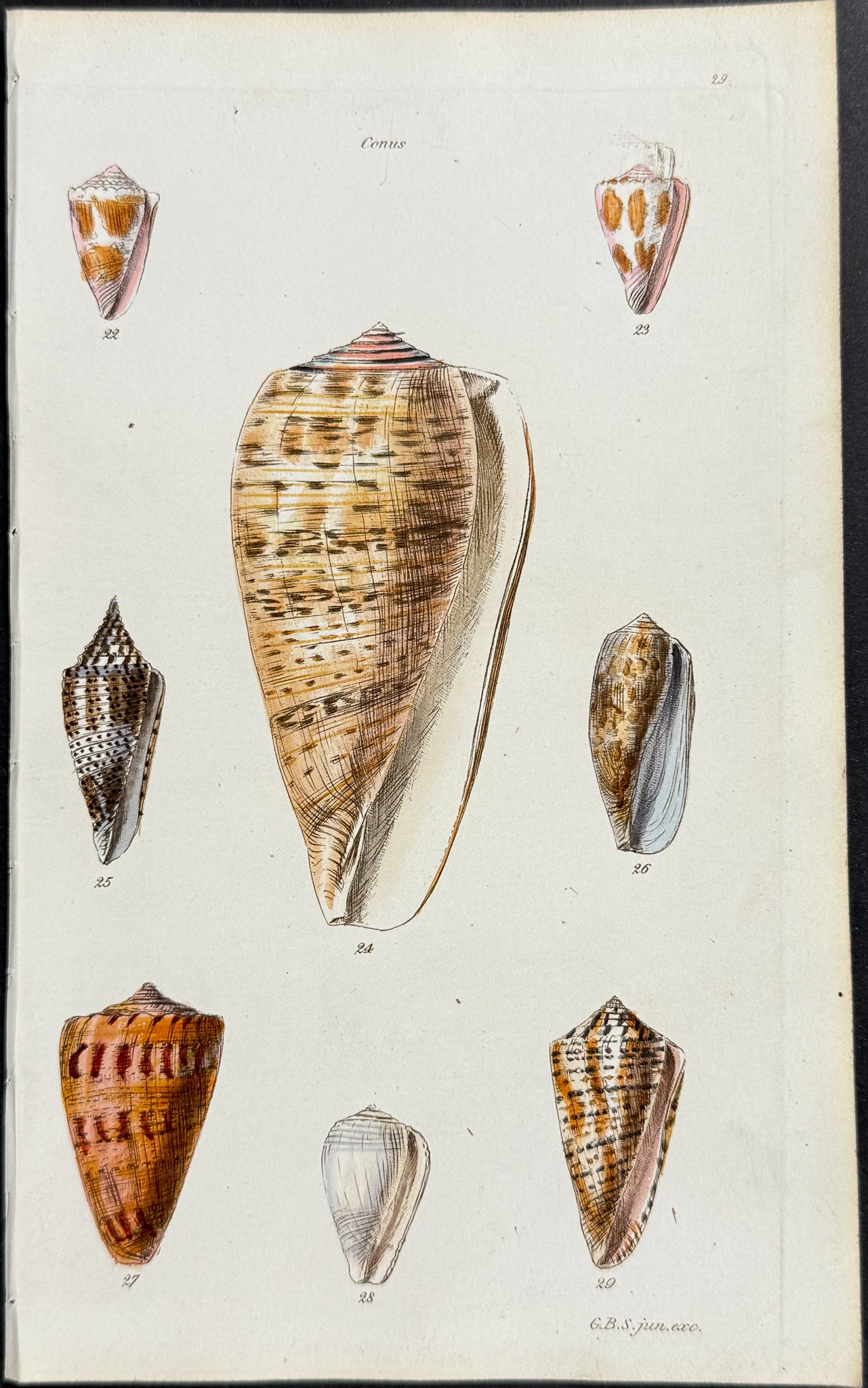 Shells