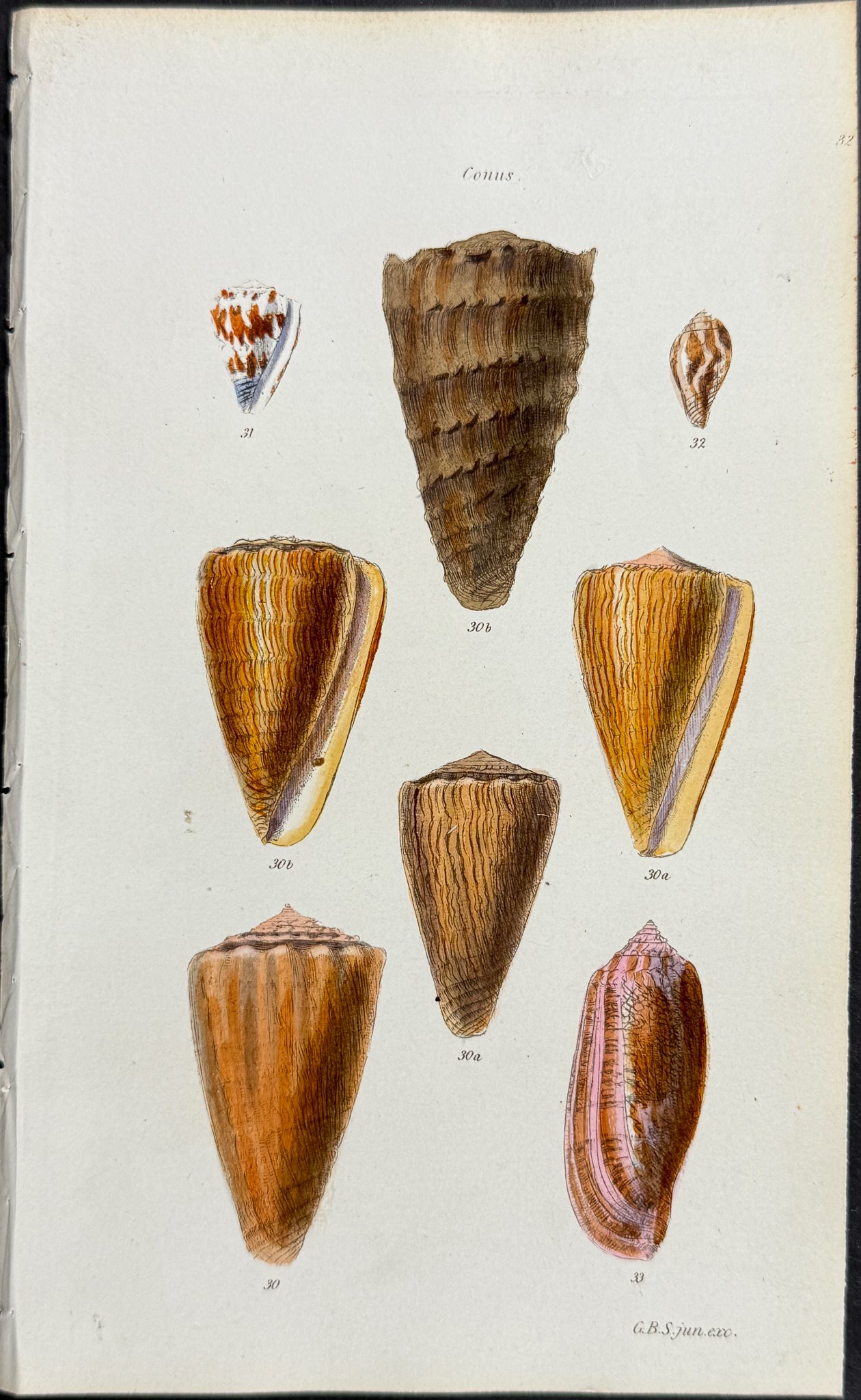 Shells