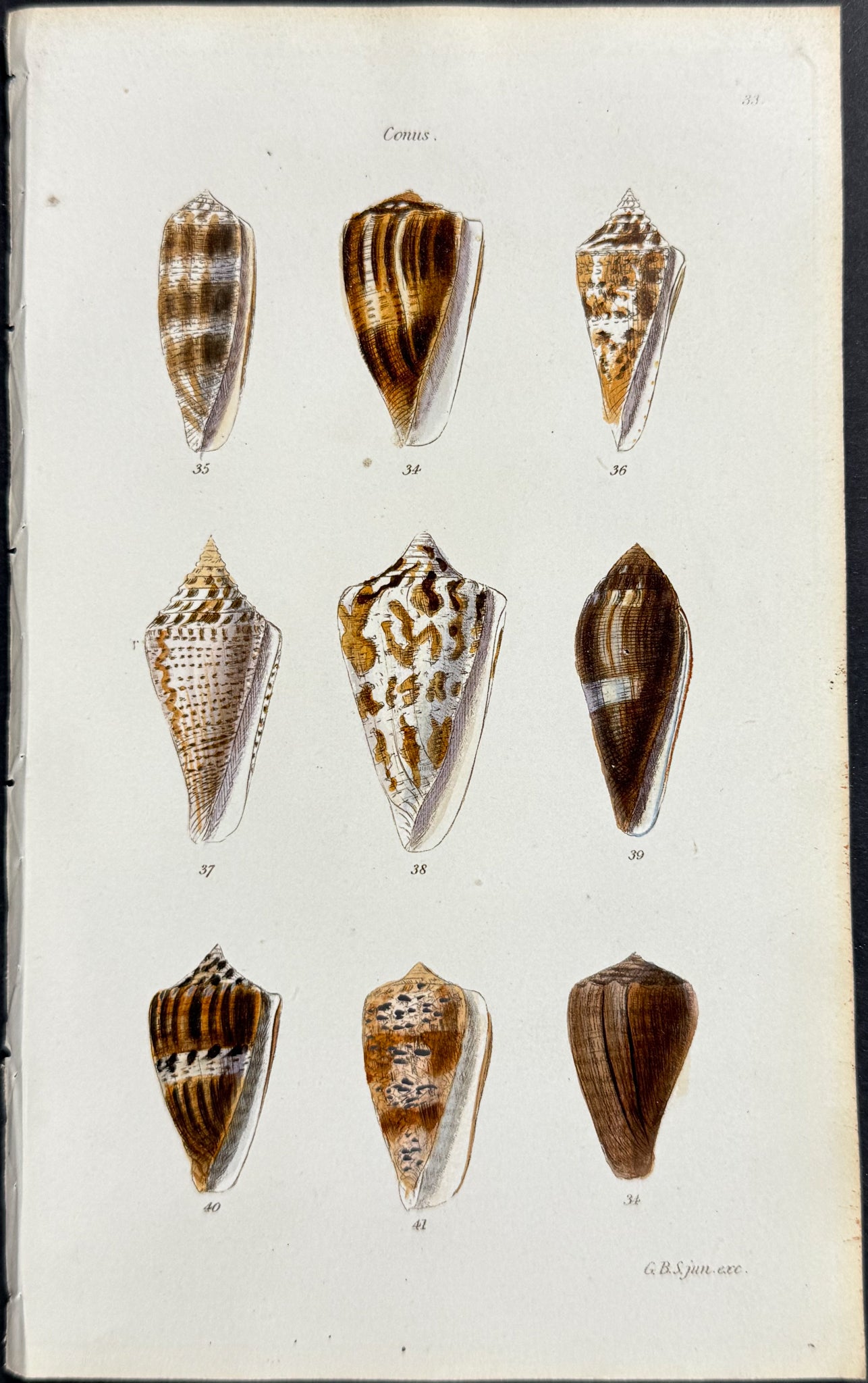Shells