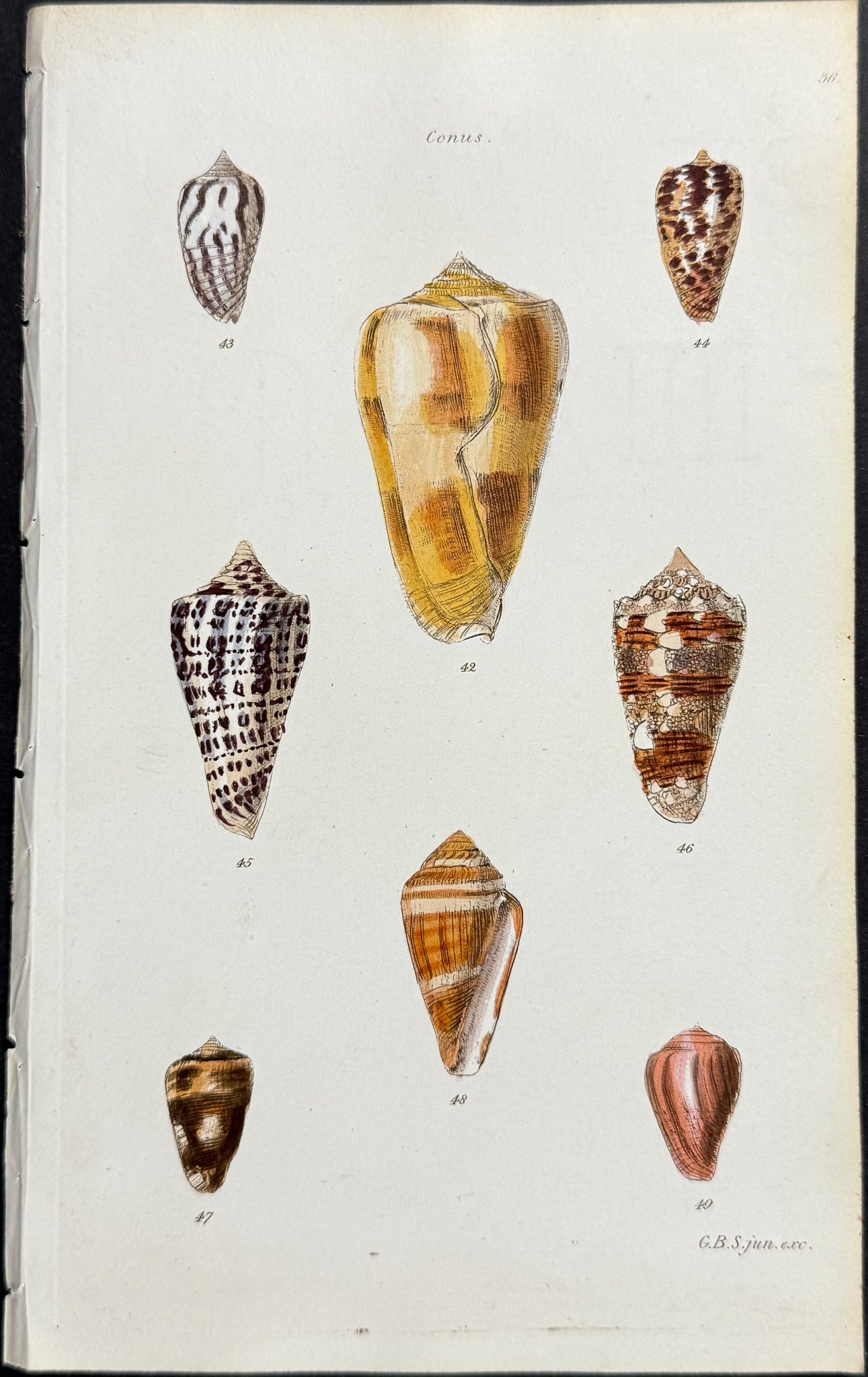 Shells