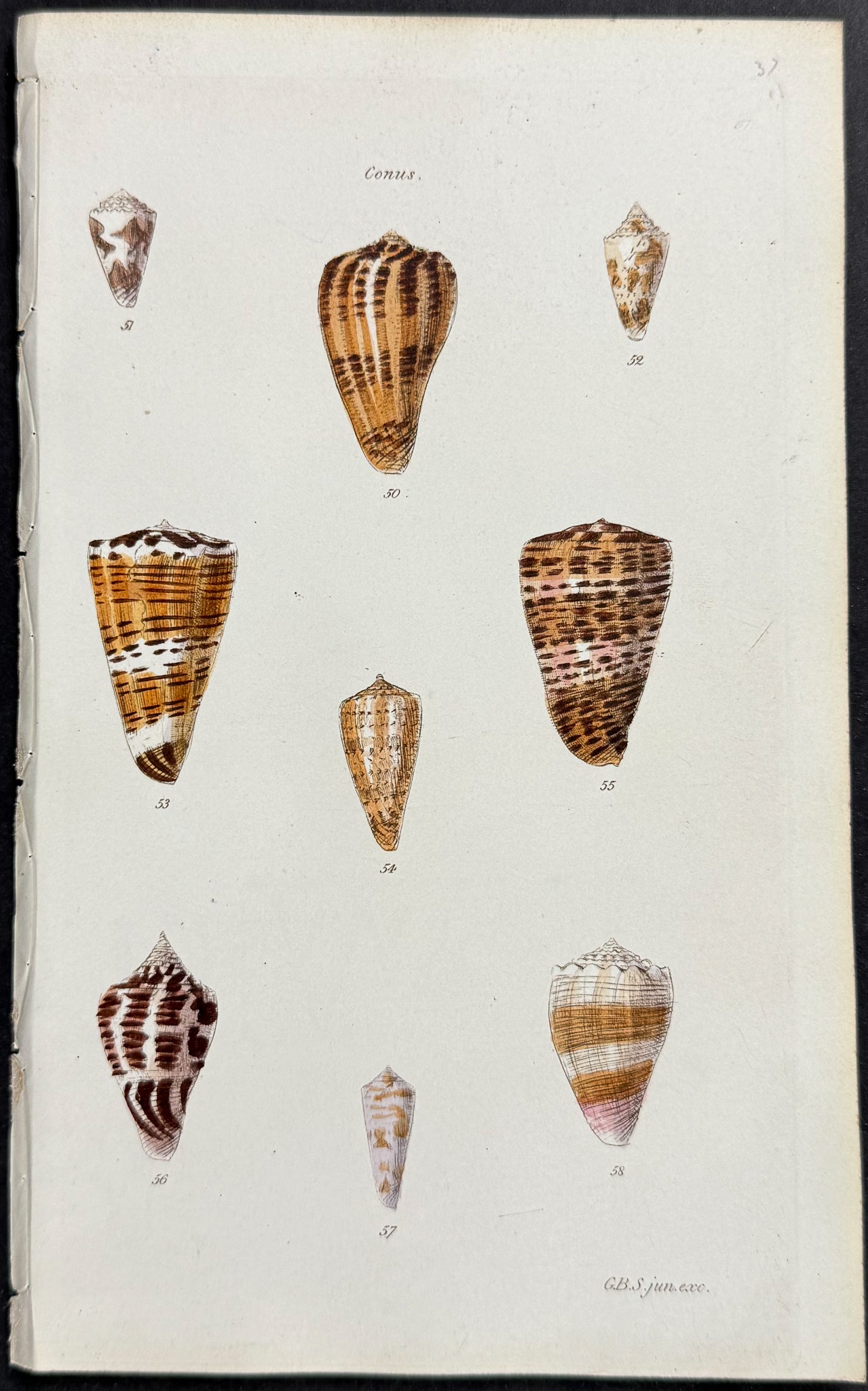 Shells