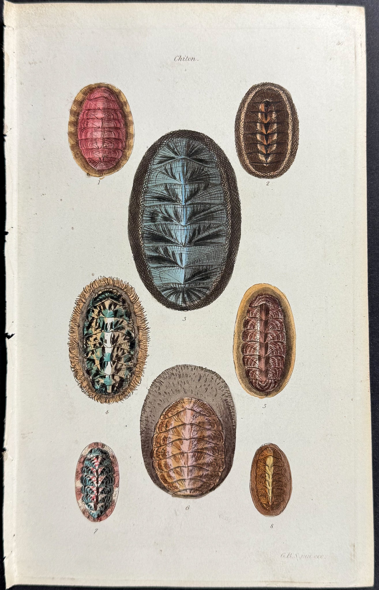 Shells