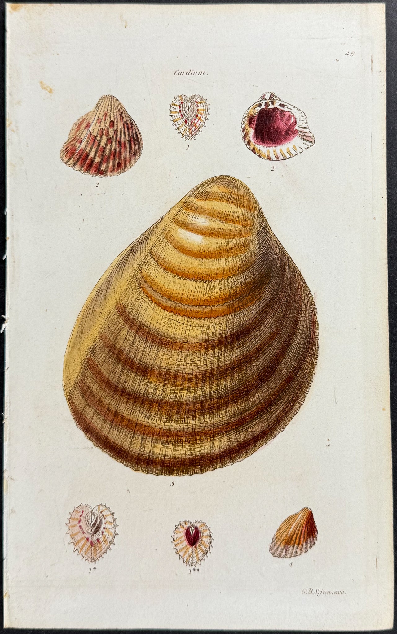 Shells