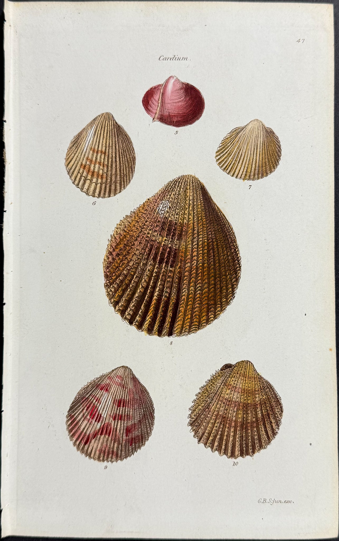 Shells