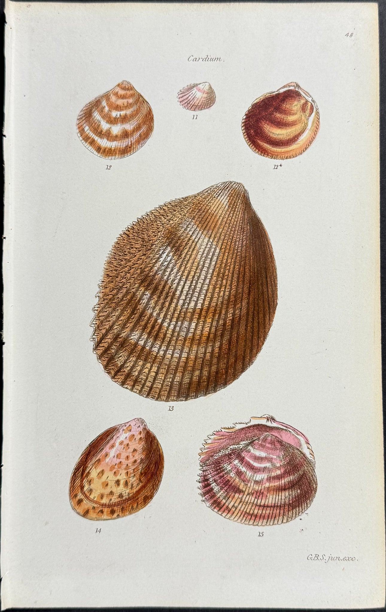Shells