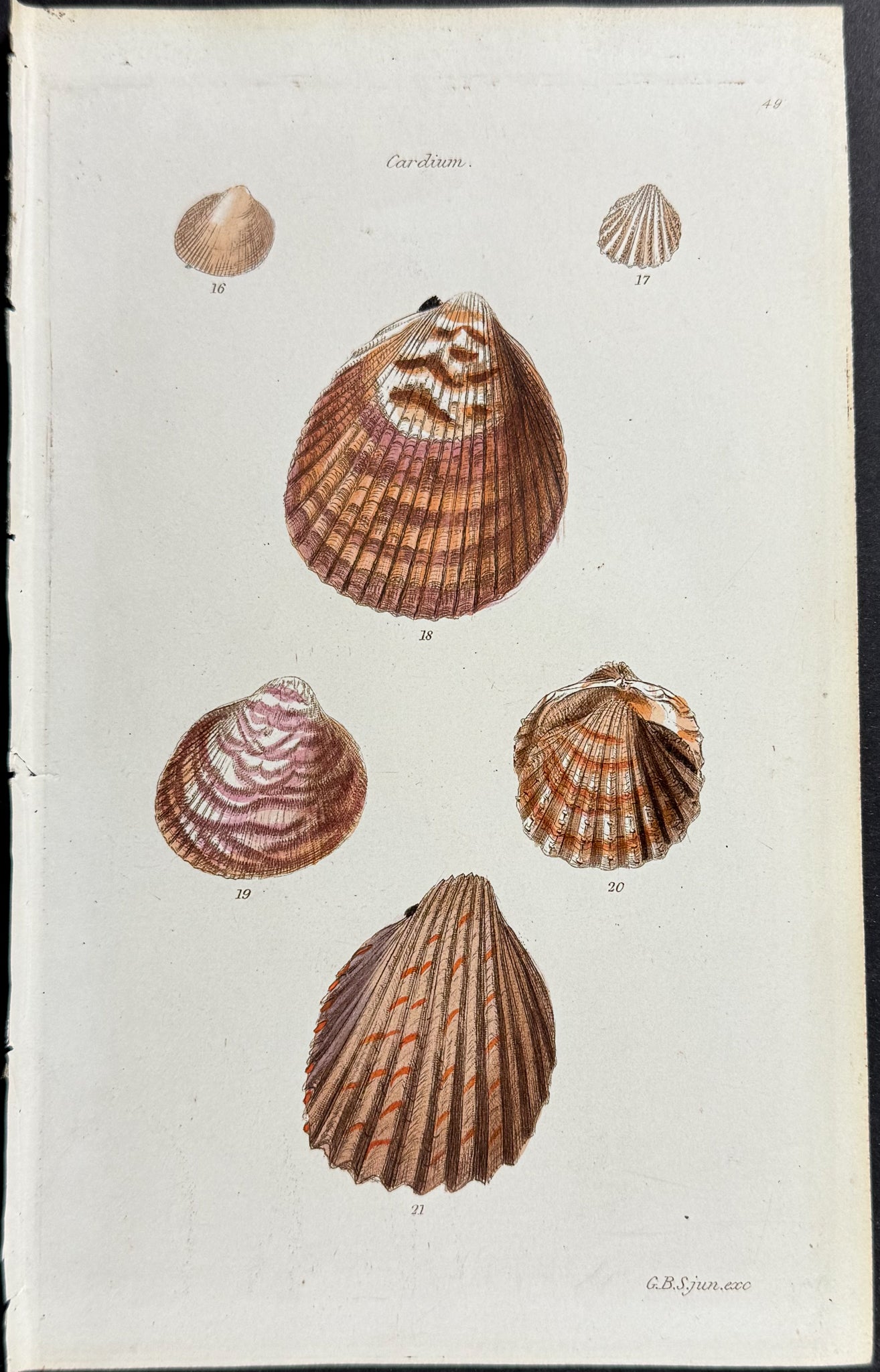 Shells