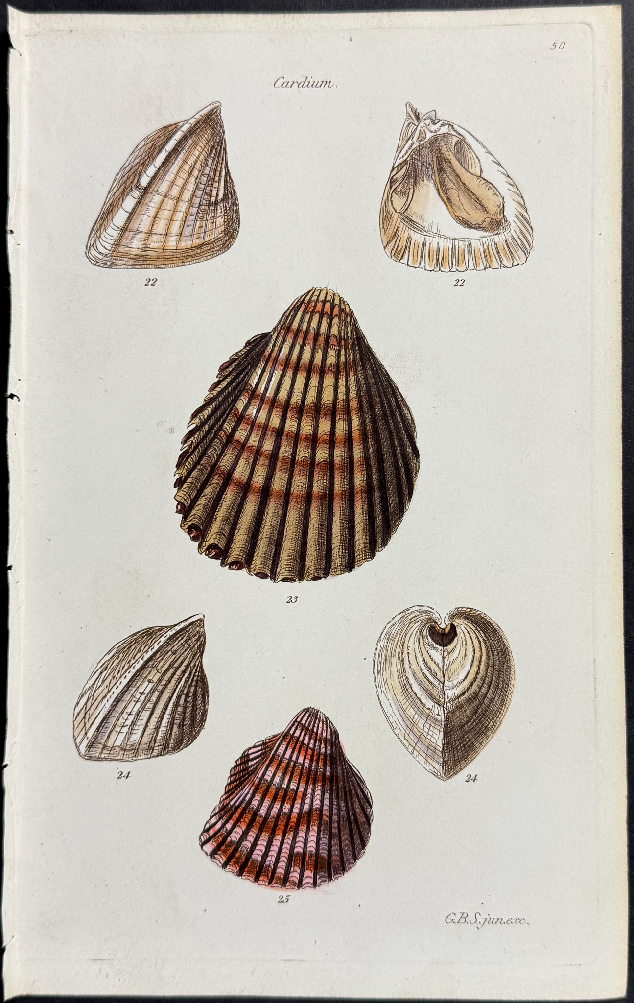 Shells