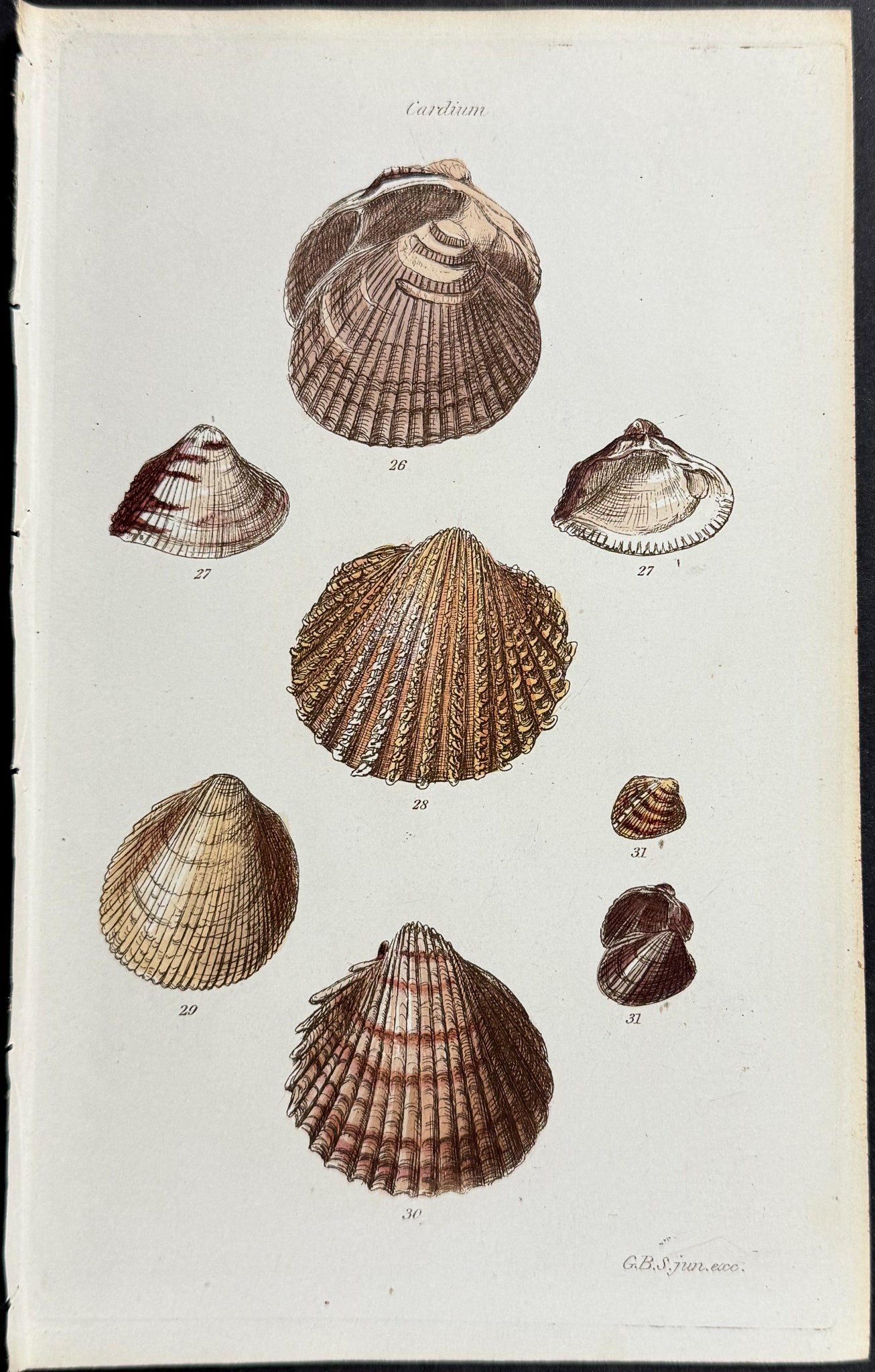 Shells