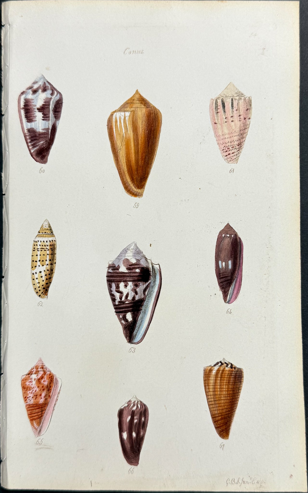 Shells