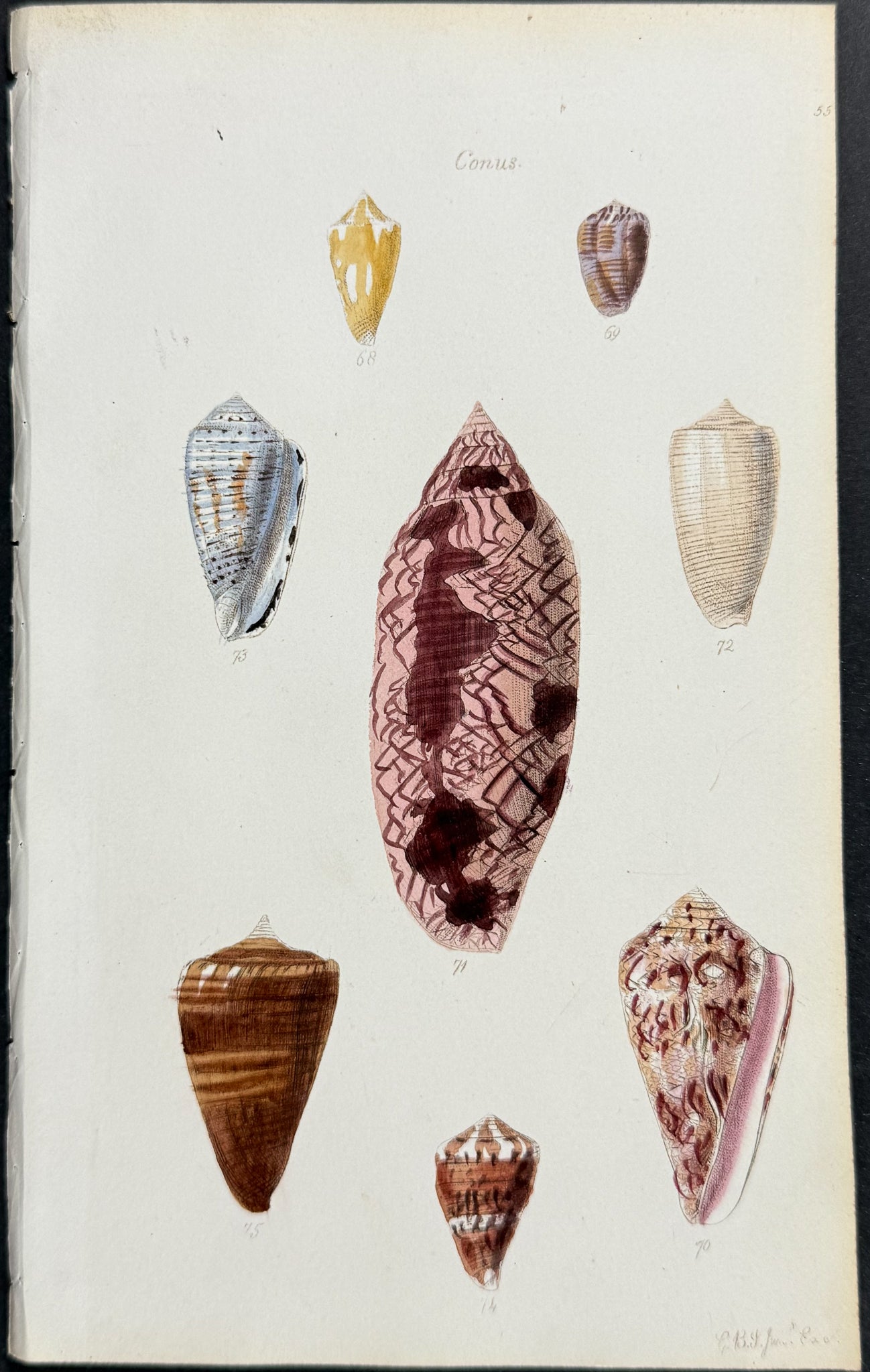 Shells