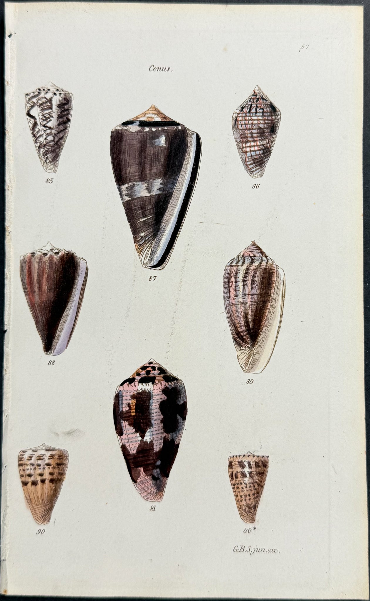Shells