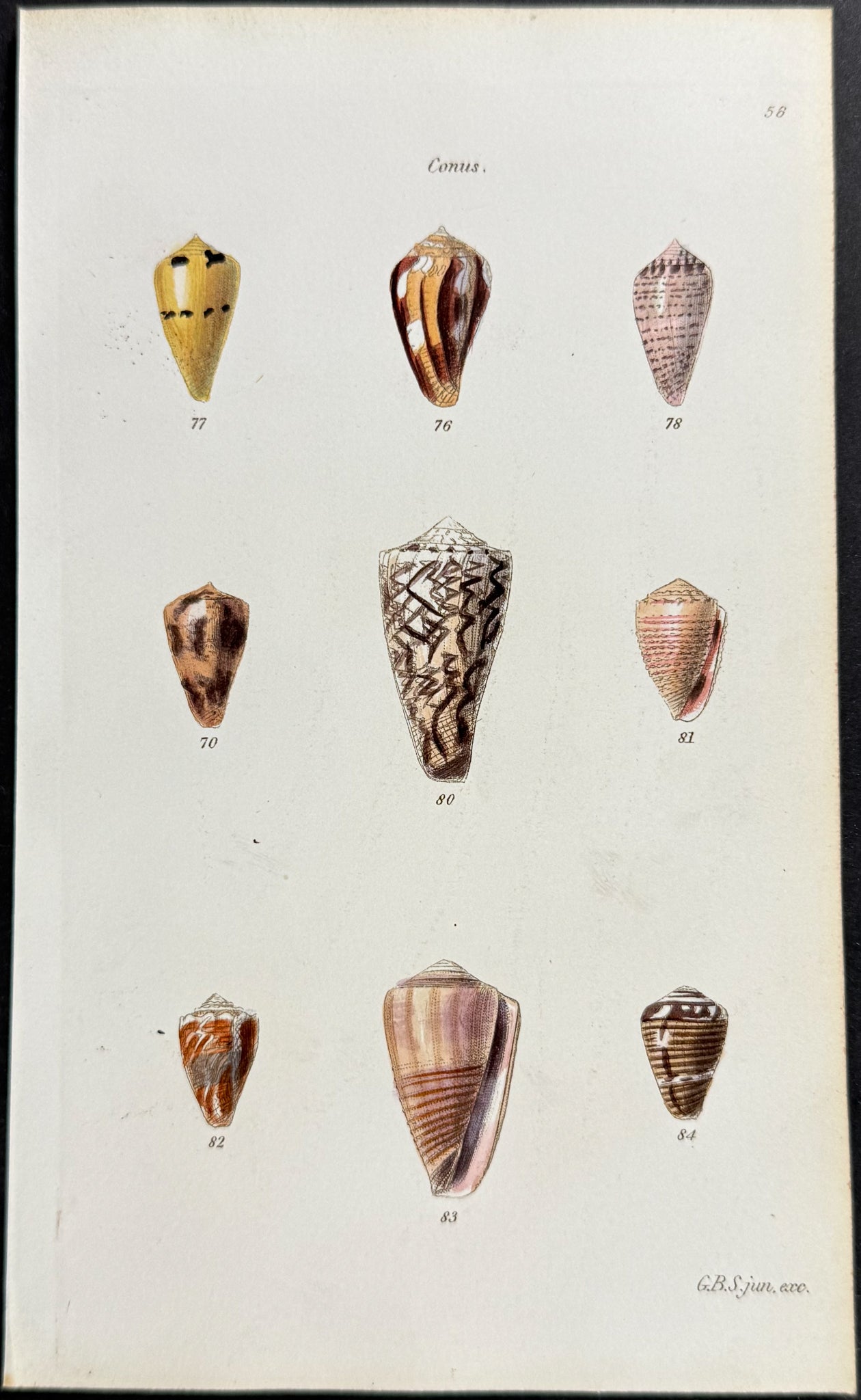 Shells