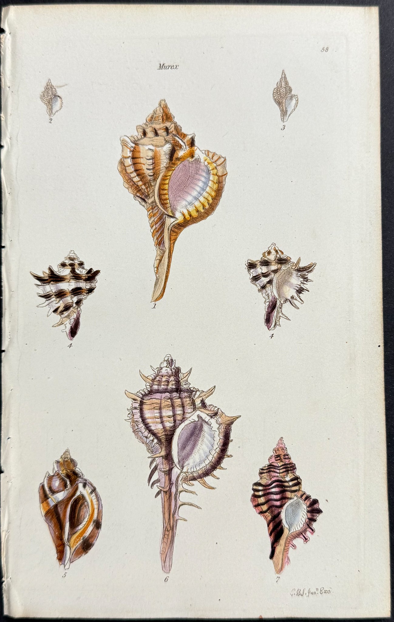 Shells