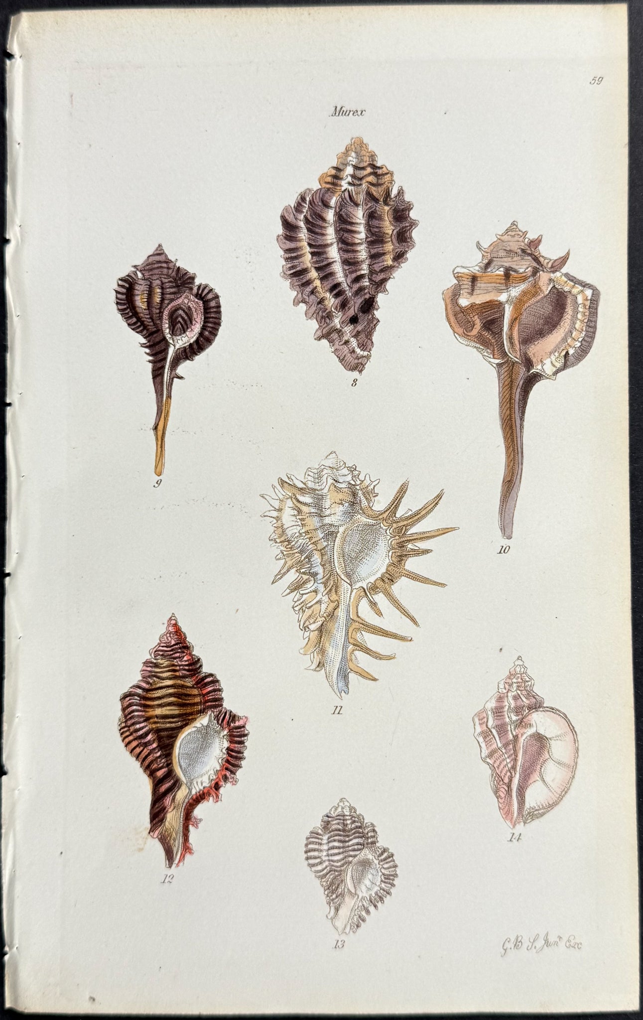 Shells